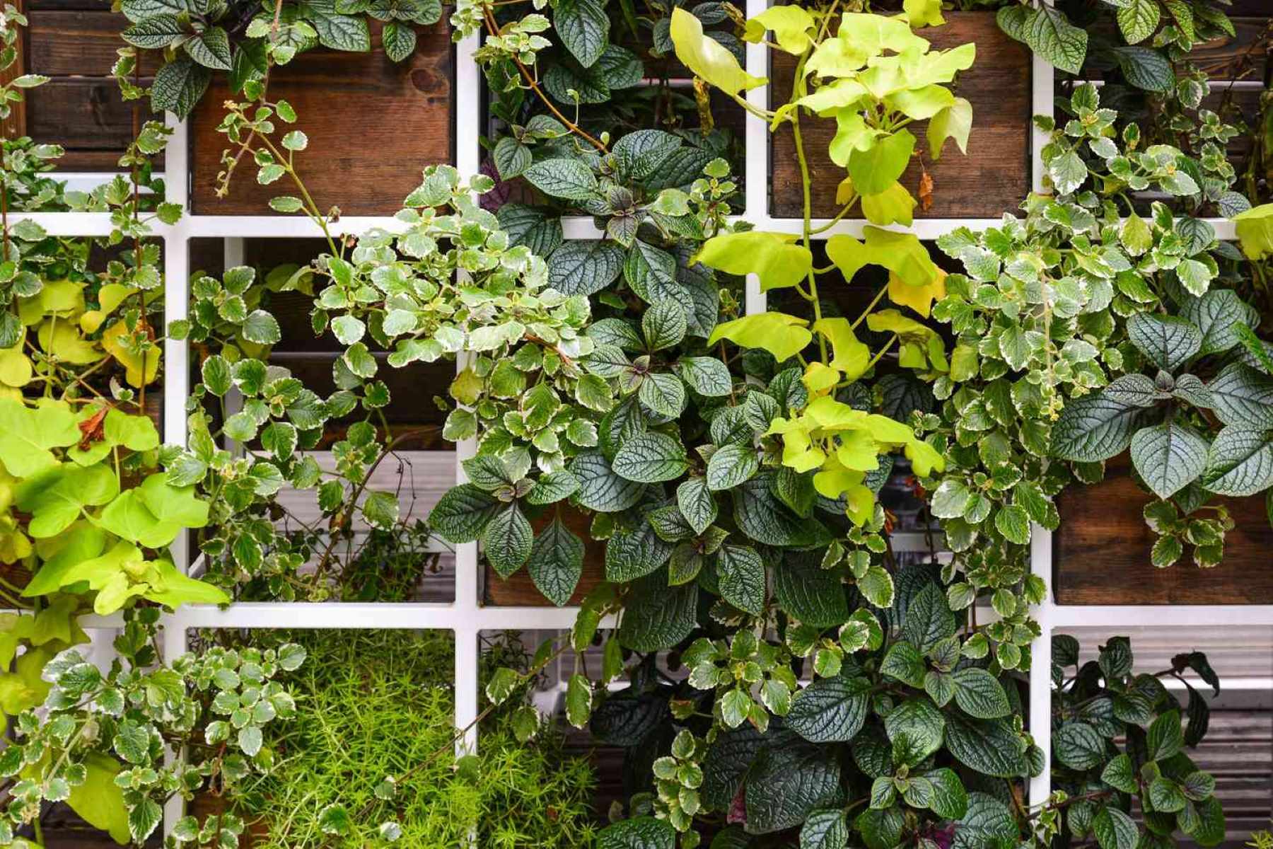 What Plants To Use In A Vertical Garden
