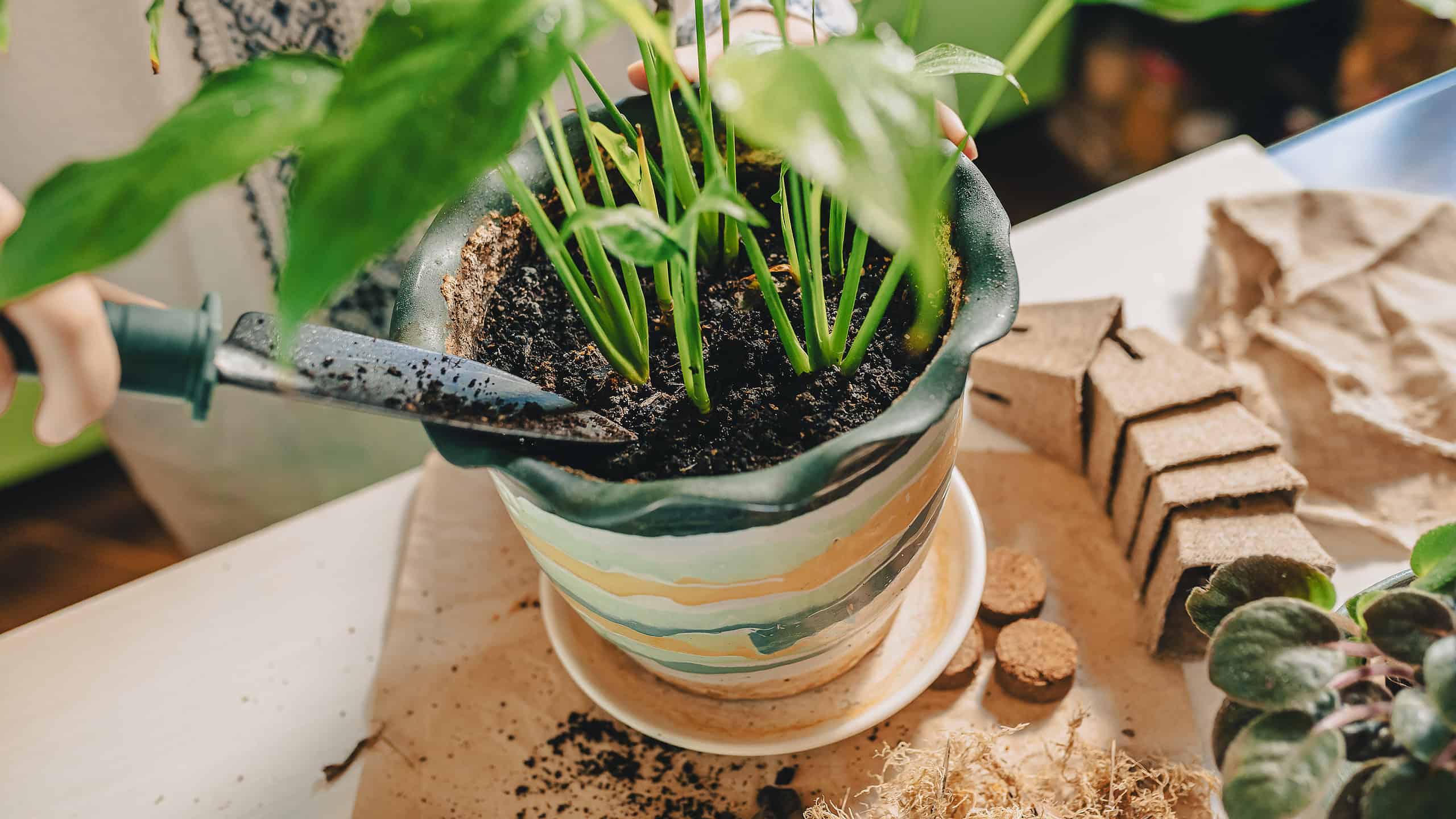 What Potting Soil Mix Do You Use For A Peace Lily