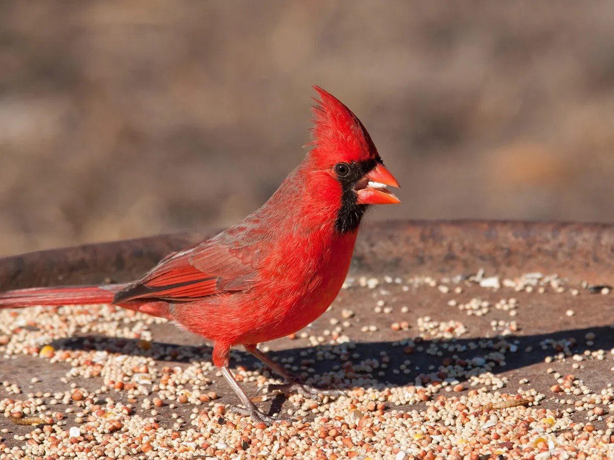 What Seed Do Cardinals Like