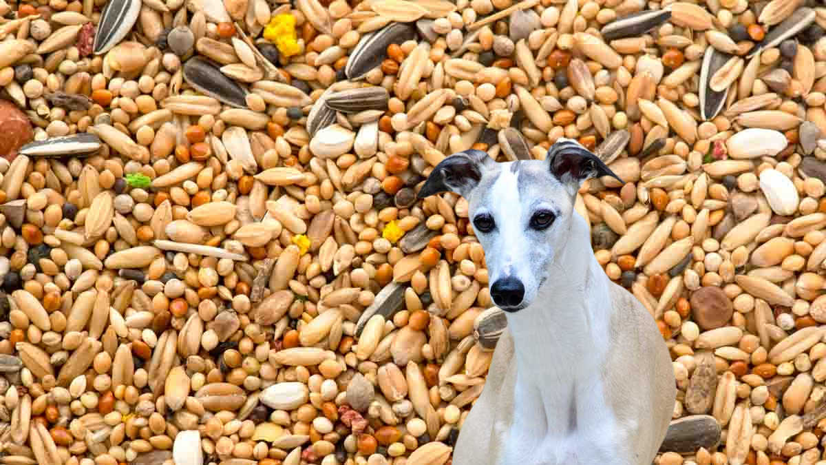 What Seeds Are Bad For Dogs