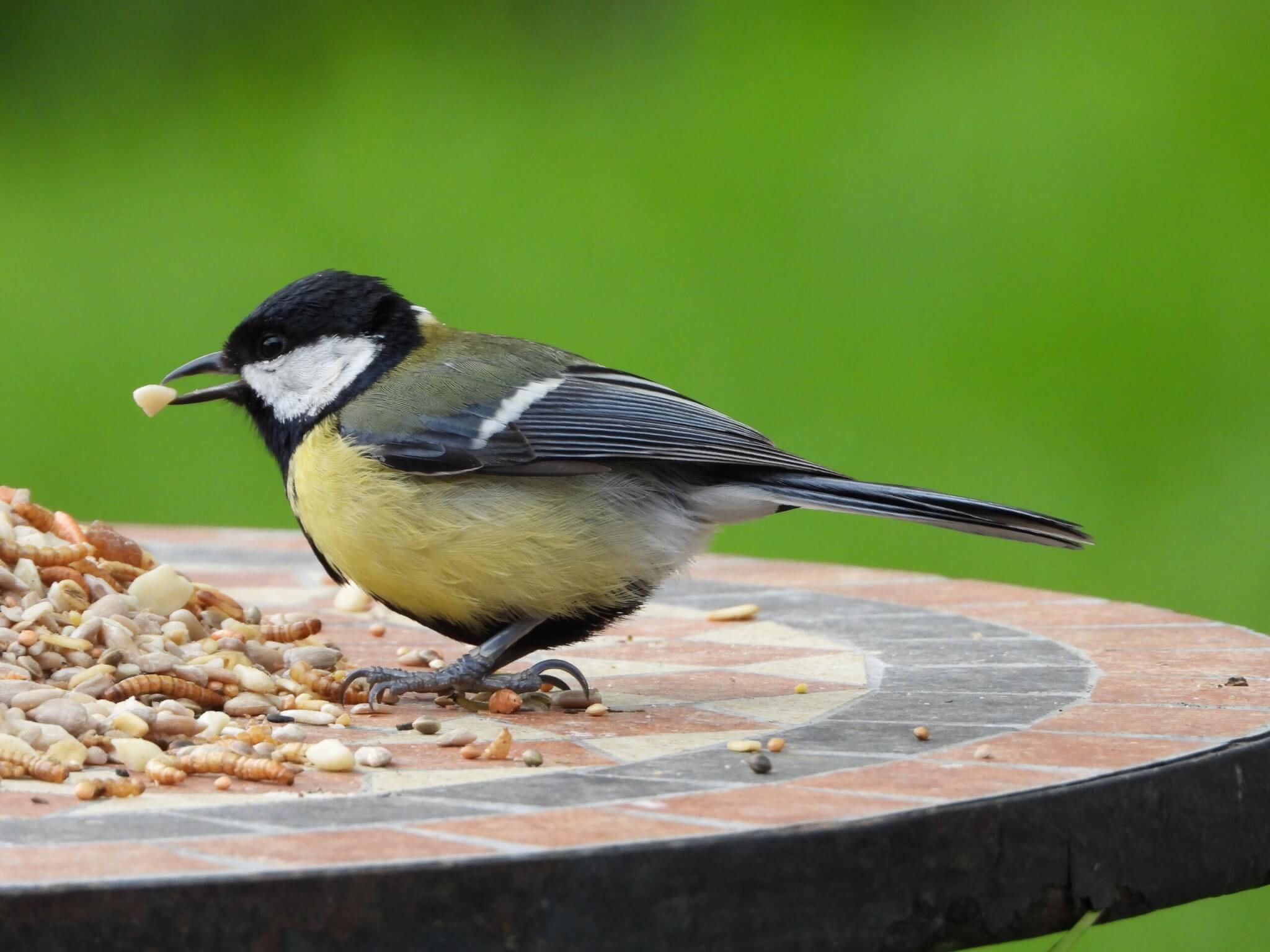 What Seeds Can Birds Eat