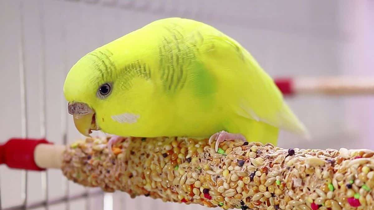 What Seeds Can Budgies Eat