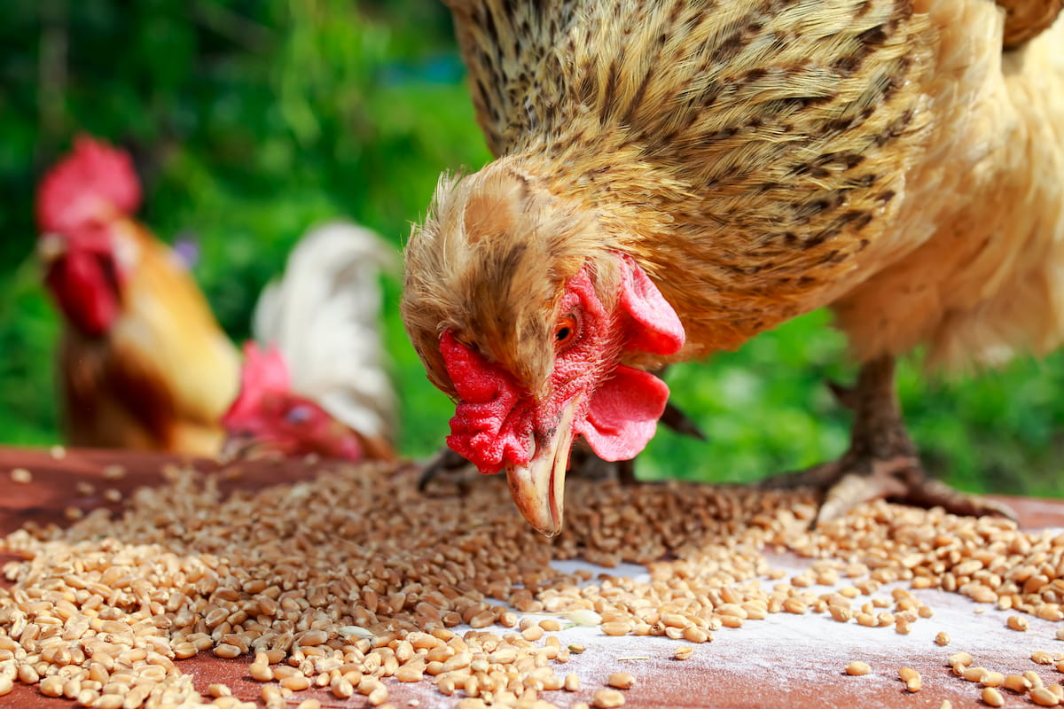 What Seeds Can Chickens Eat
