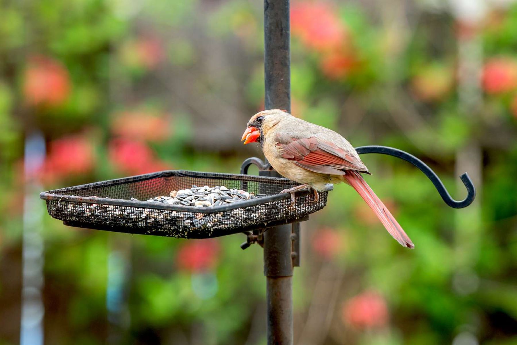What Seeds Do Cardinals Like