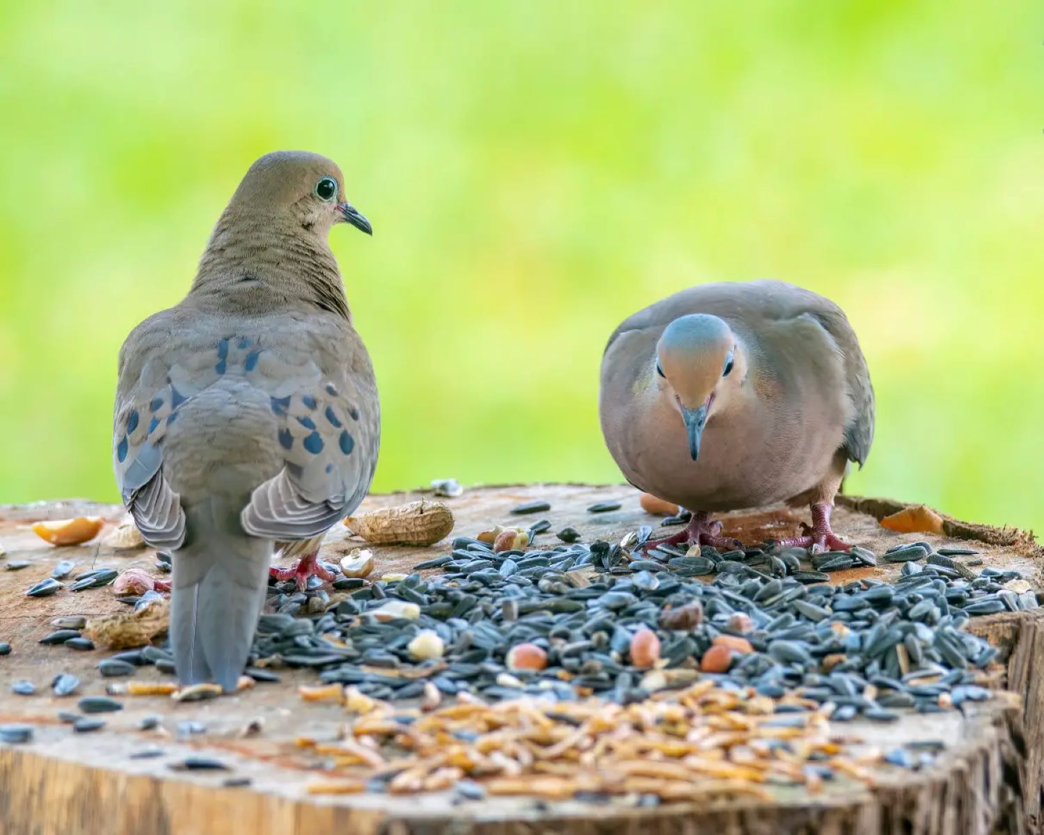 What Seeds Do Mourning Doves Eat