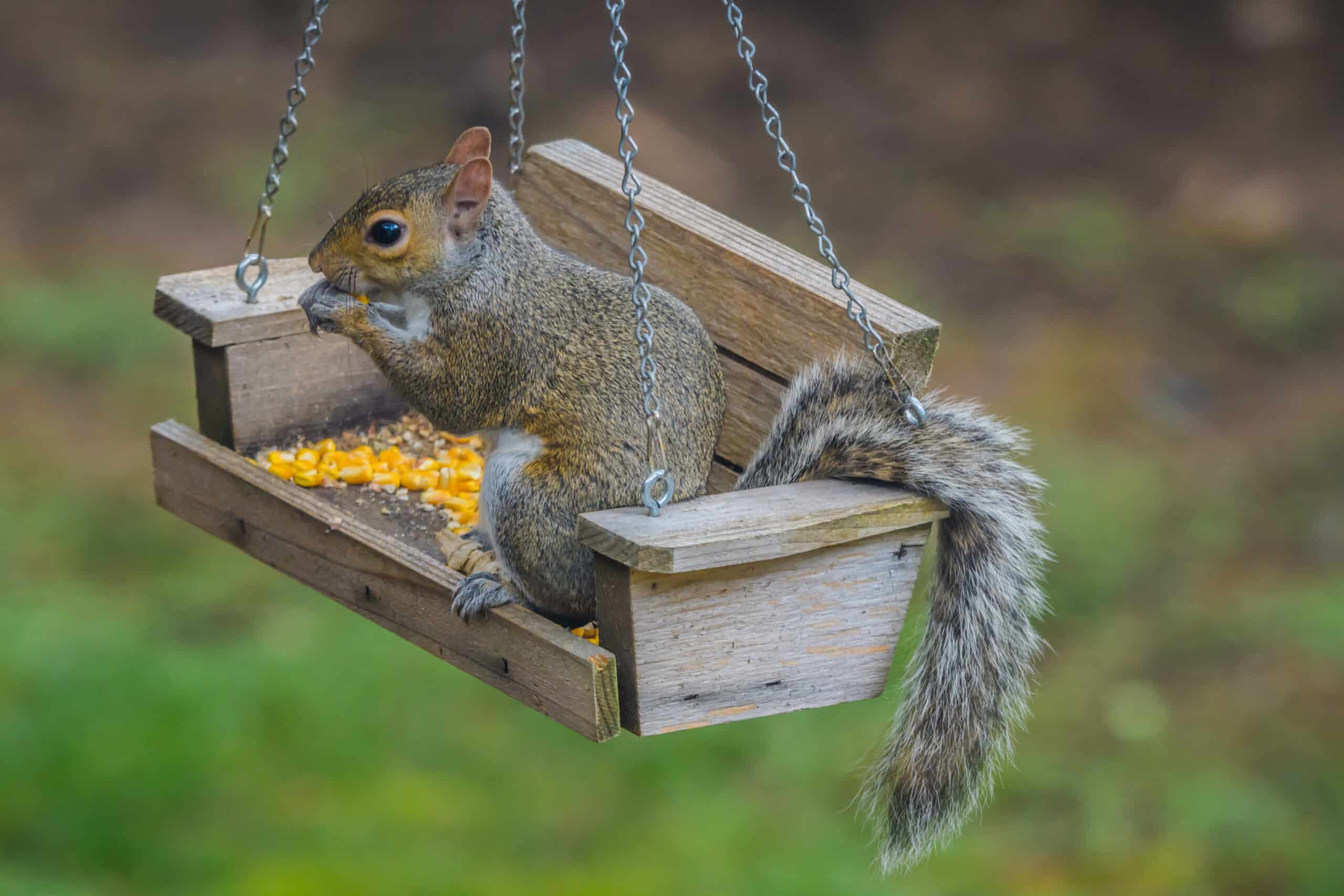 What Seeds Do Squirrels Not Like