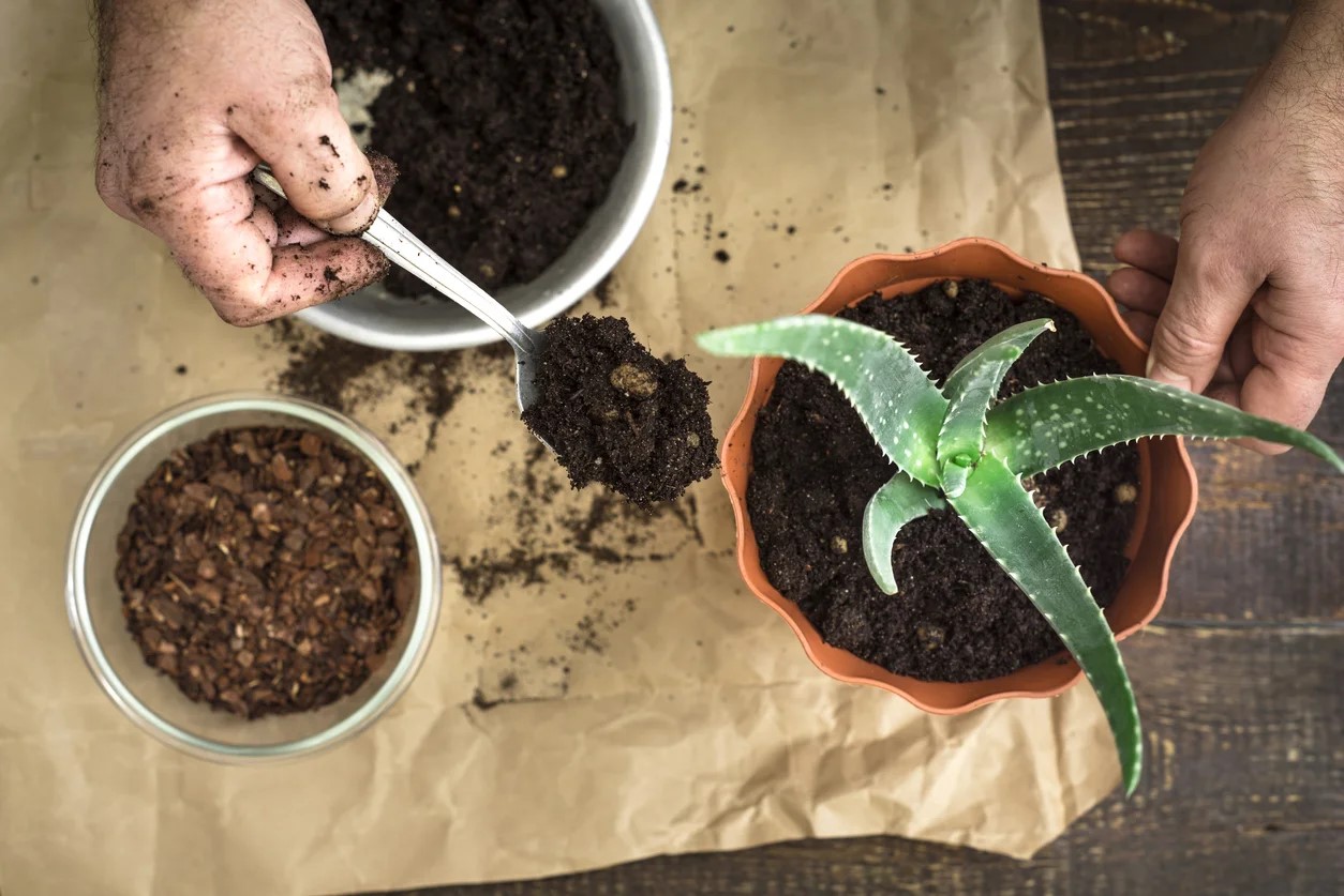 What Soil Mix Does Aloe Like