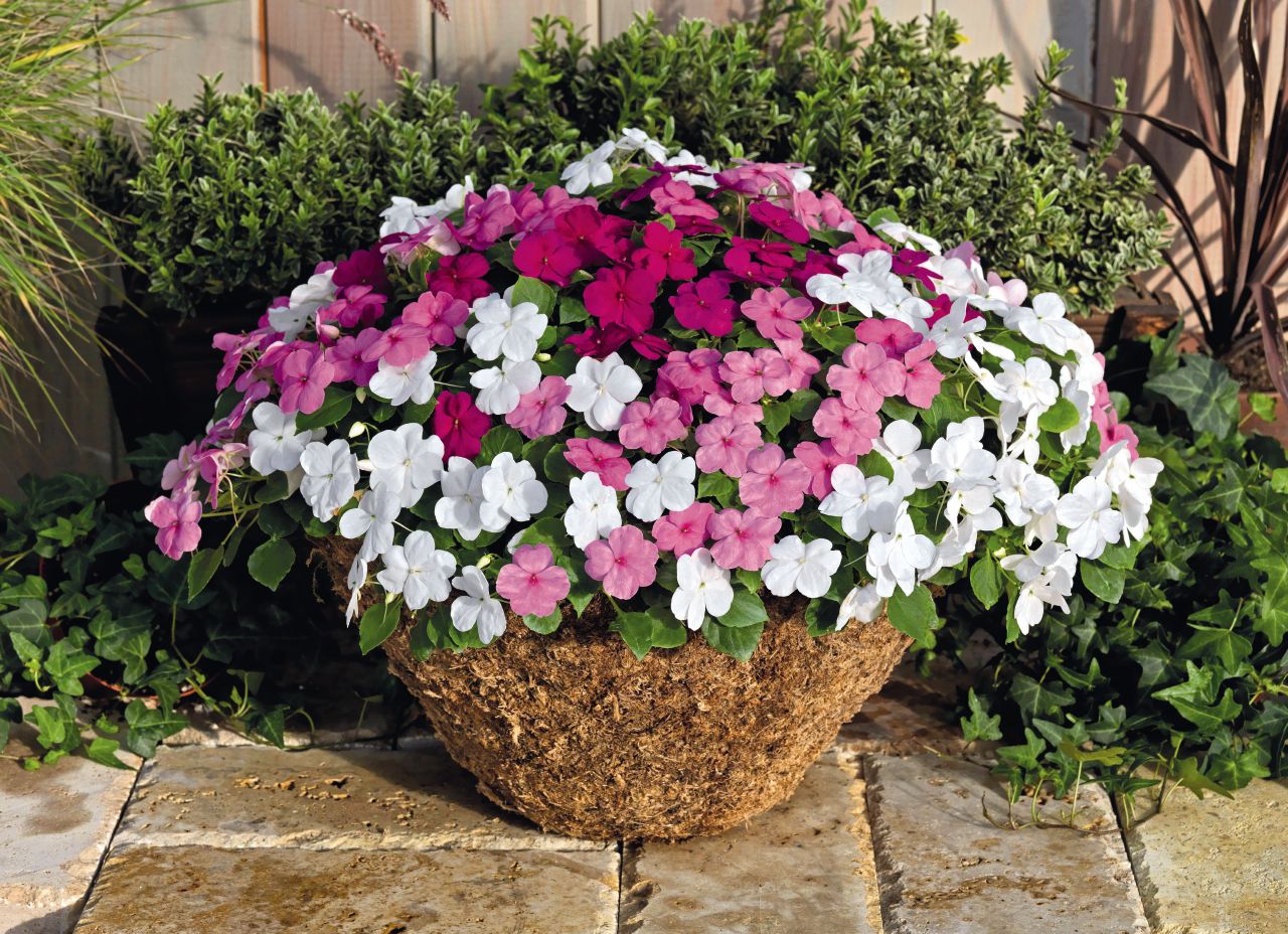 What Soil Mix Is Good For New Guinea Impatiens