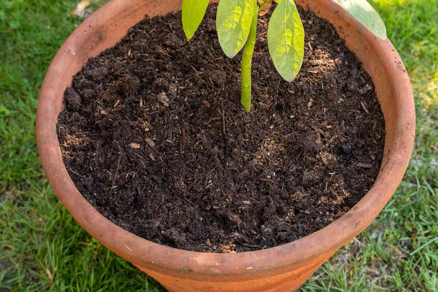 What Soil Mix Is Good For Potted Fruit Plants