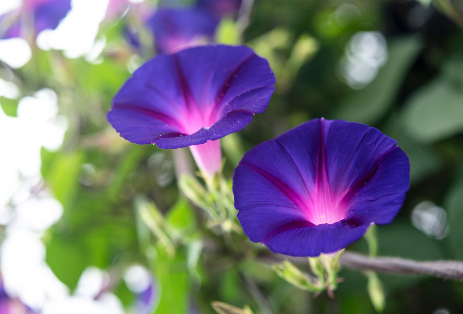 What Stores Sell Morning Glory Seeds