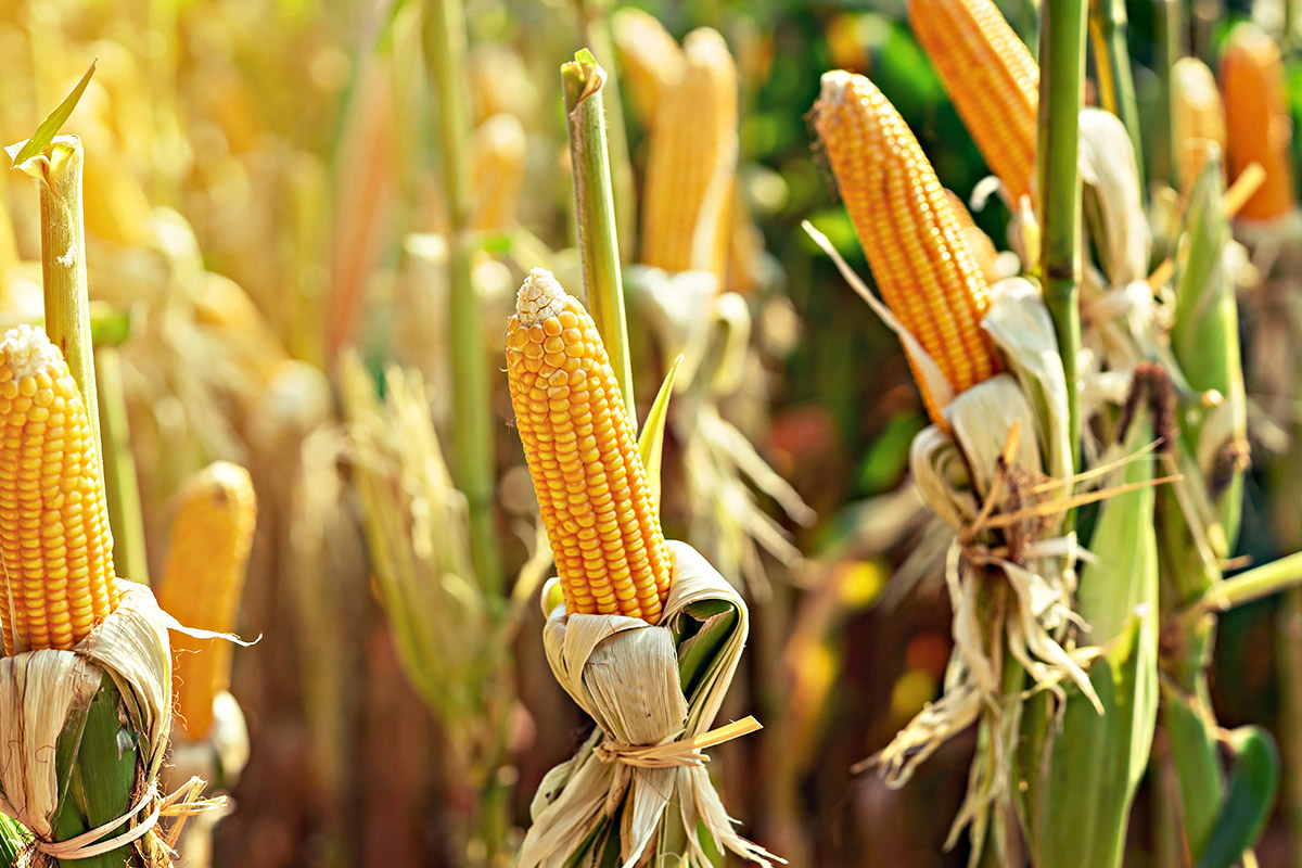 What Temperature Do Sweet Corn Germinate In