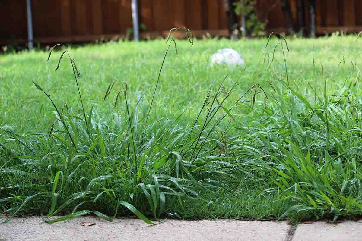 What Temperature Does Crabgrass Germinate