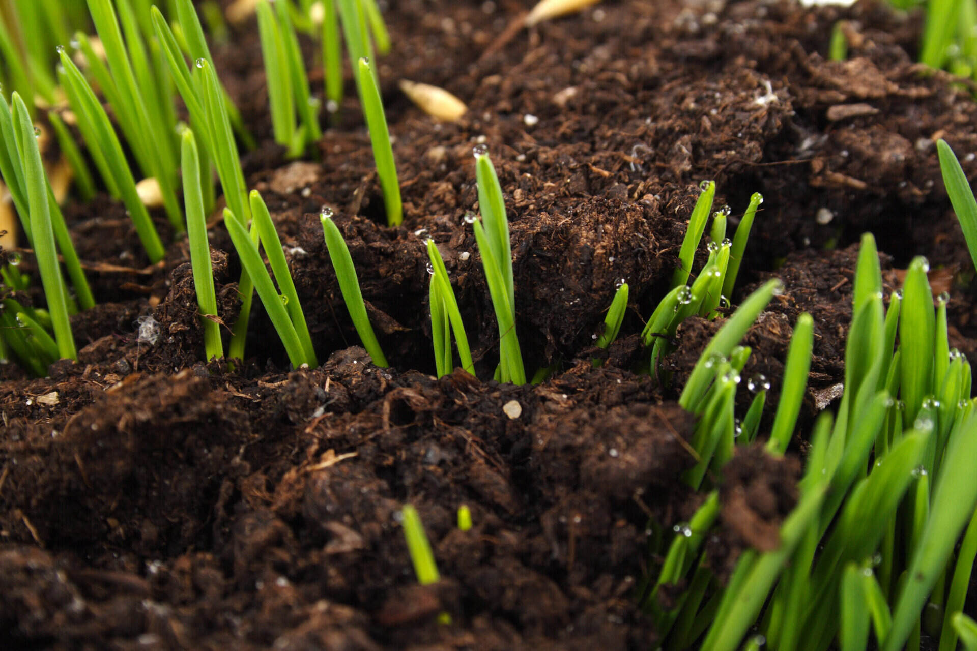 What Temperature For Grass Seed To Germinate