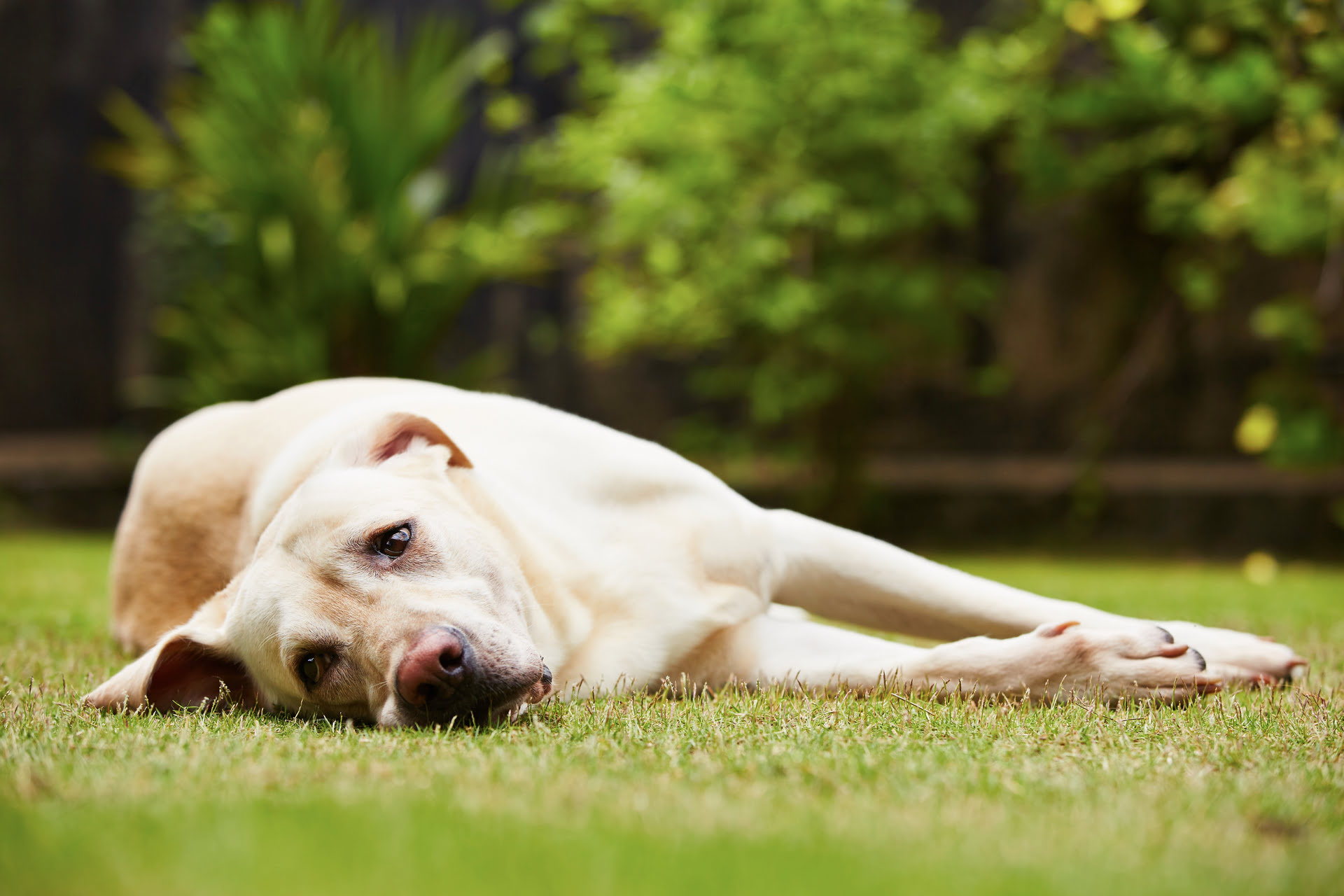 What To Do If Dog Eats Bird Seed Storables What To Do If Dog Eats Bird Seed Storables