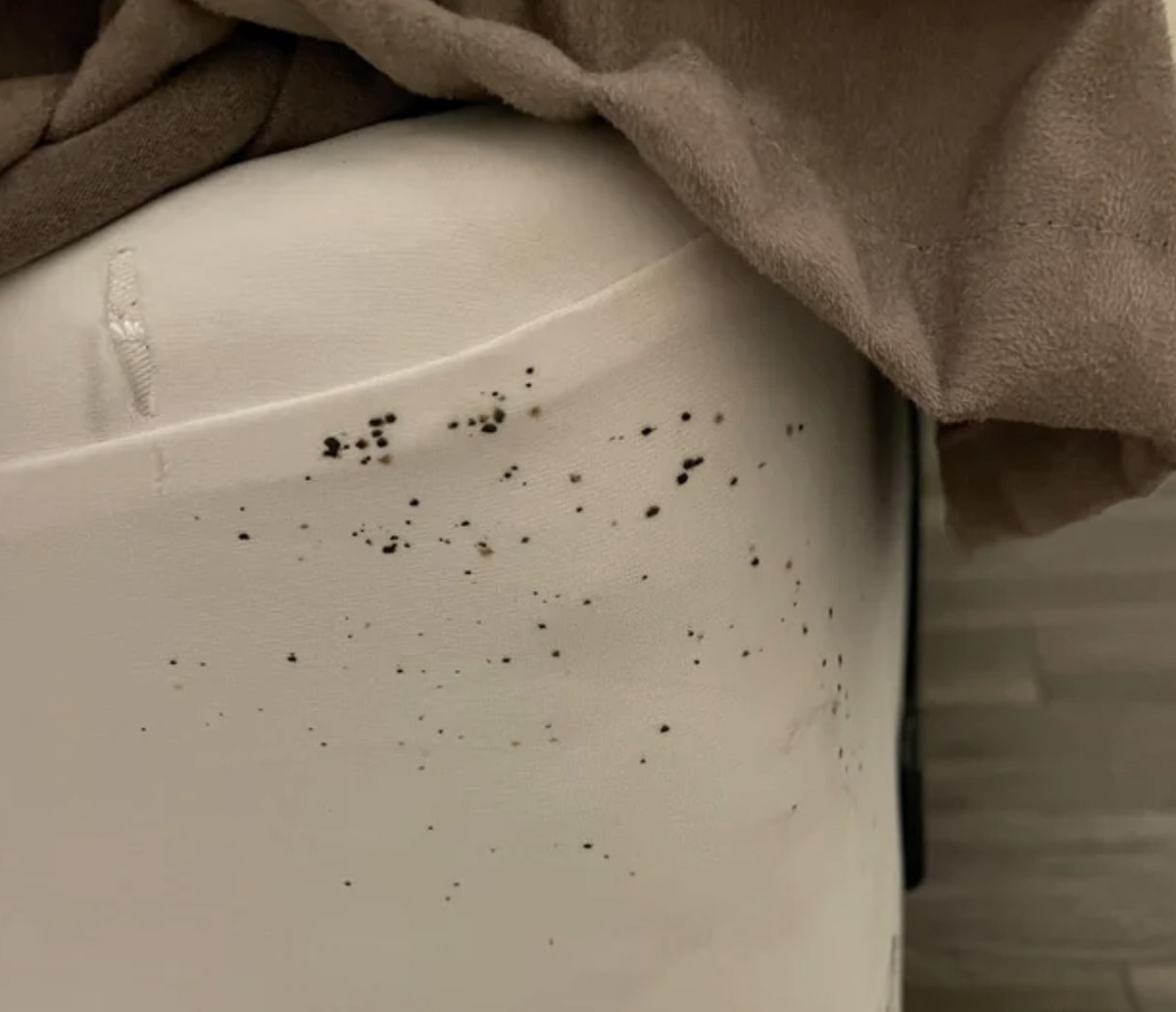 What To Do If You Encounter Bed Bugs At A Hotel