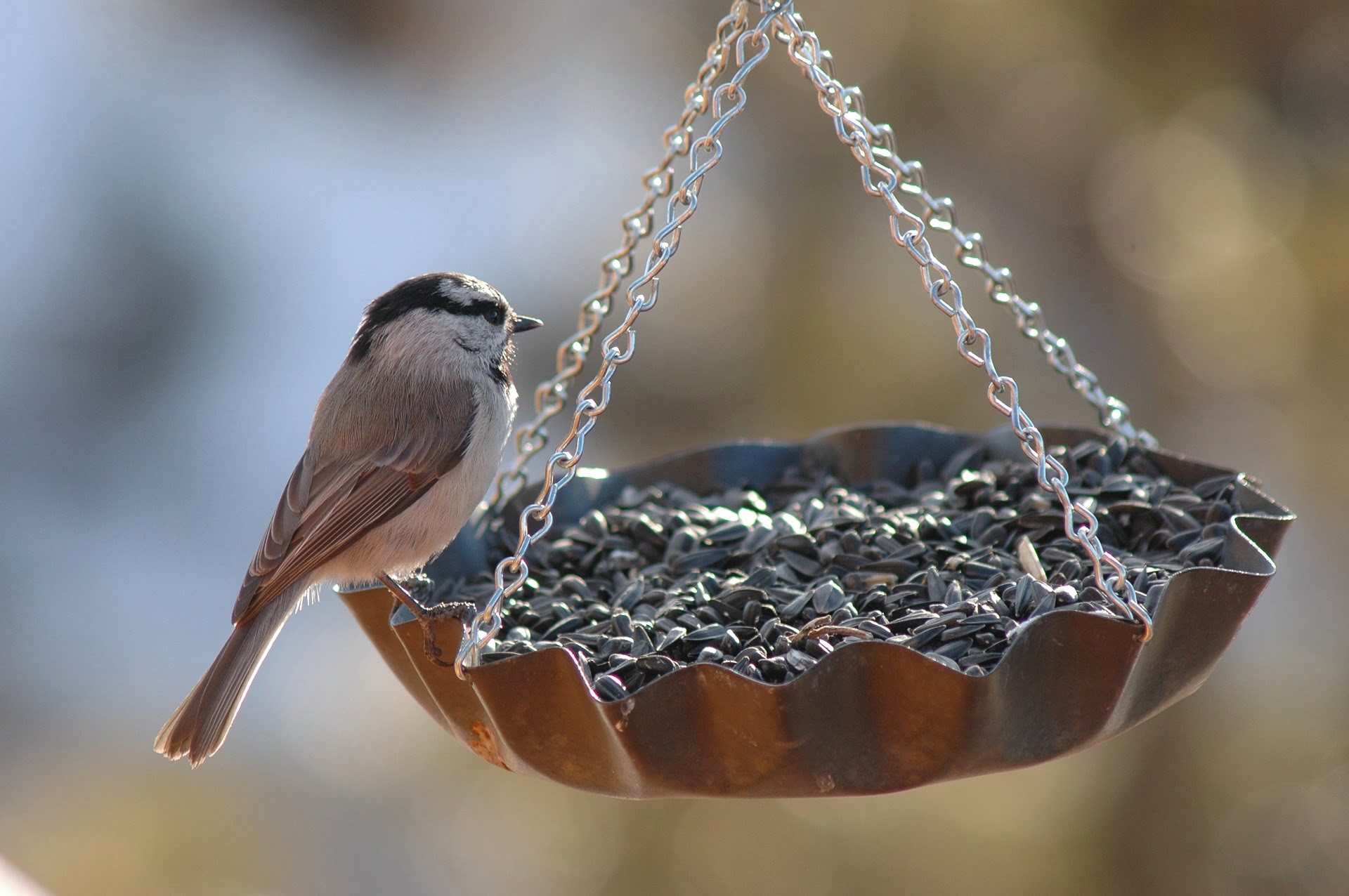 What To Do With Wet Bird Seed