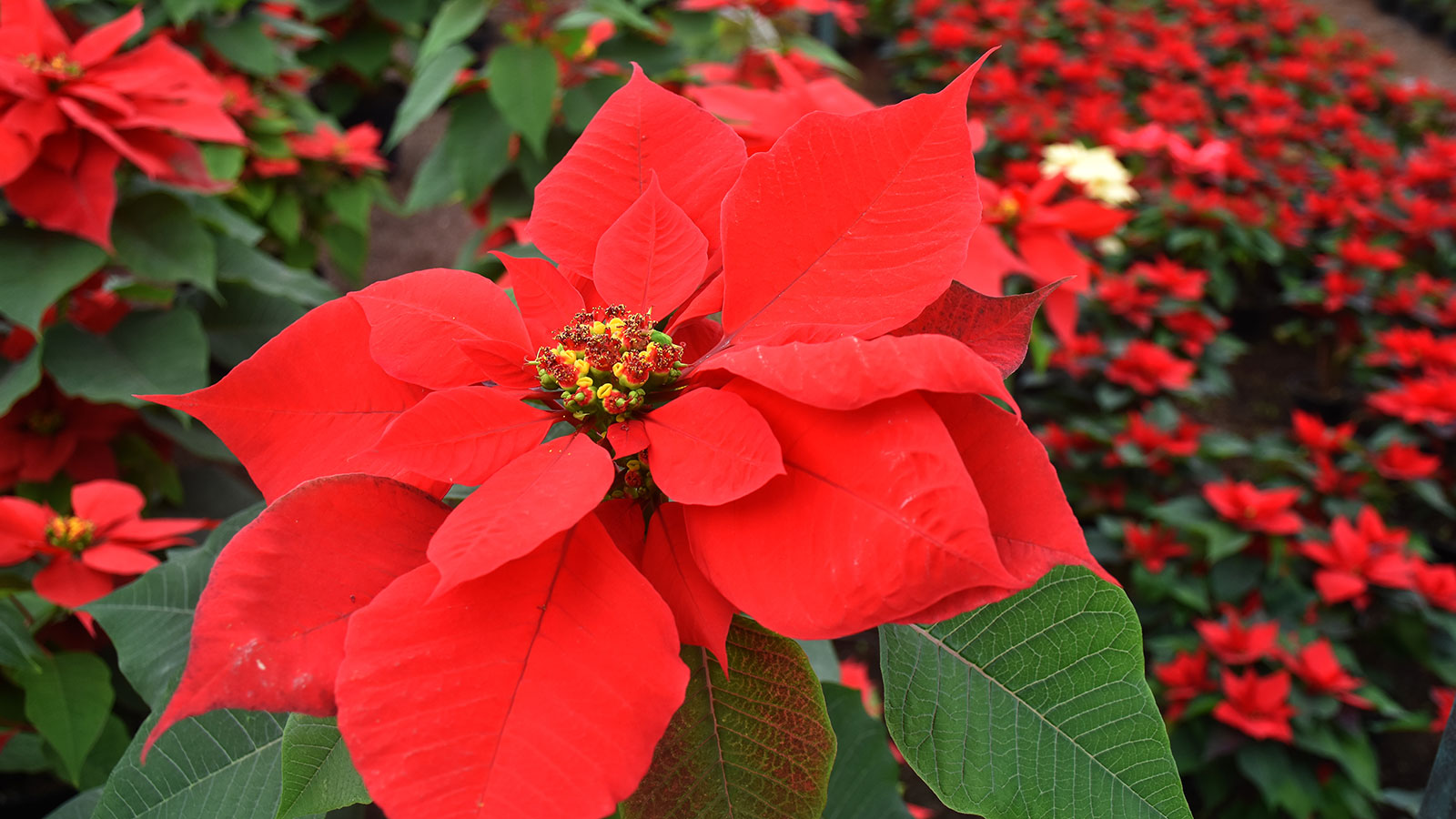 What Traditional Christmas Plant Is Native To Mexico?