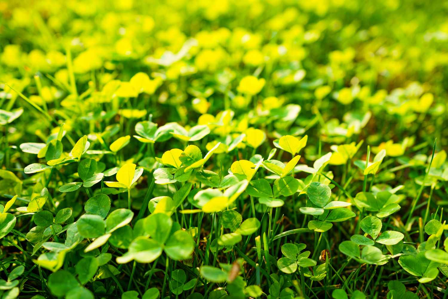 What Type Of Clover Is Best For Lawns