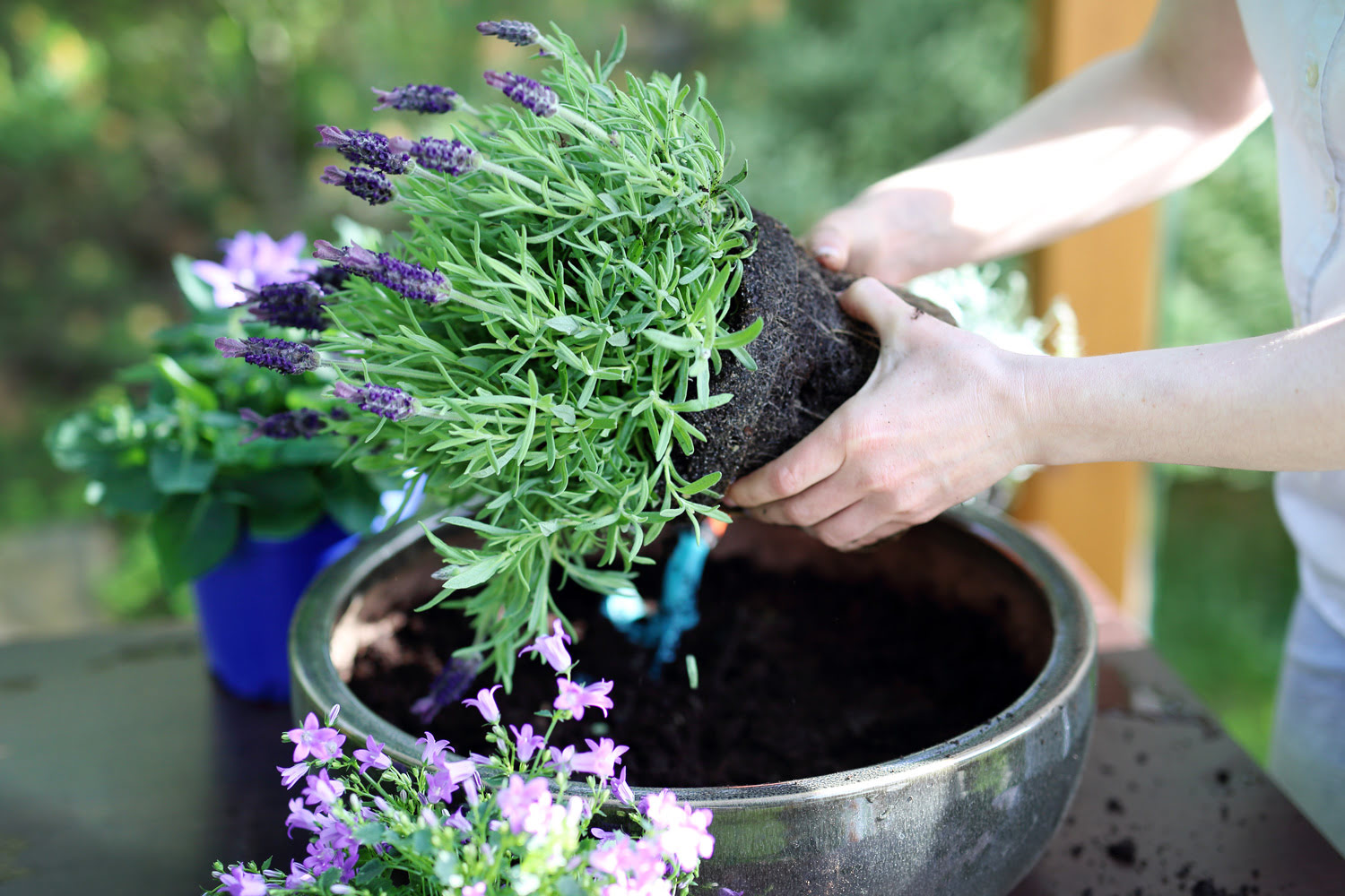 What Type Soil Mix For Lavender