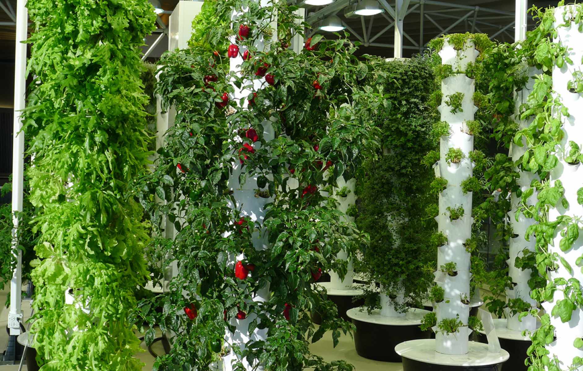 What Vegetables Can You Grow In A Vertical Garden?
