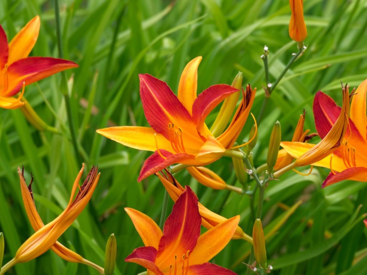 What Wildflower Has A Wavy Leaf Like An Amole But A Blossom Like A Day Lily?