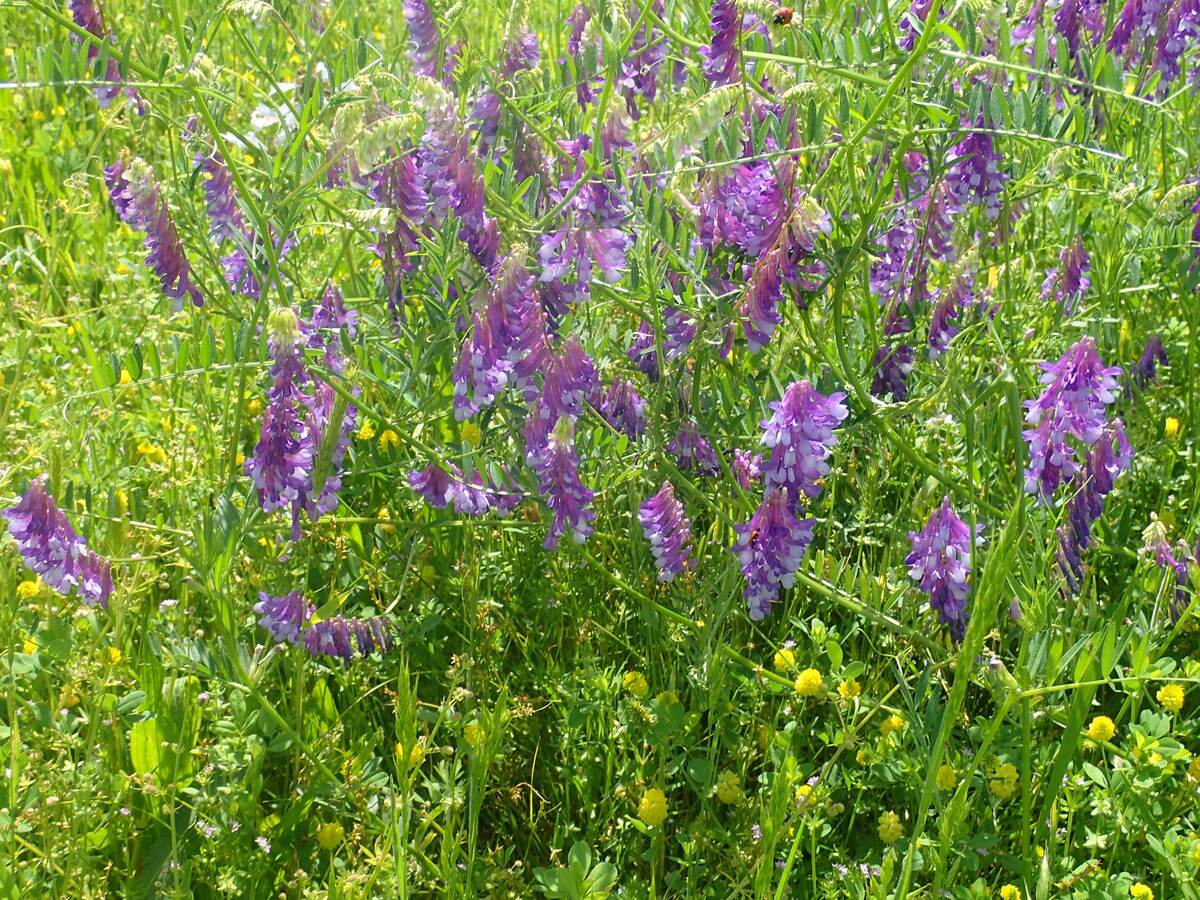 What Wildflower Is Purple And Tall