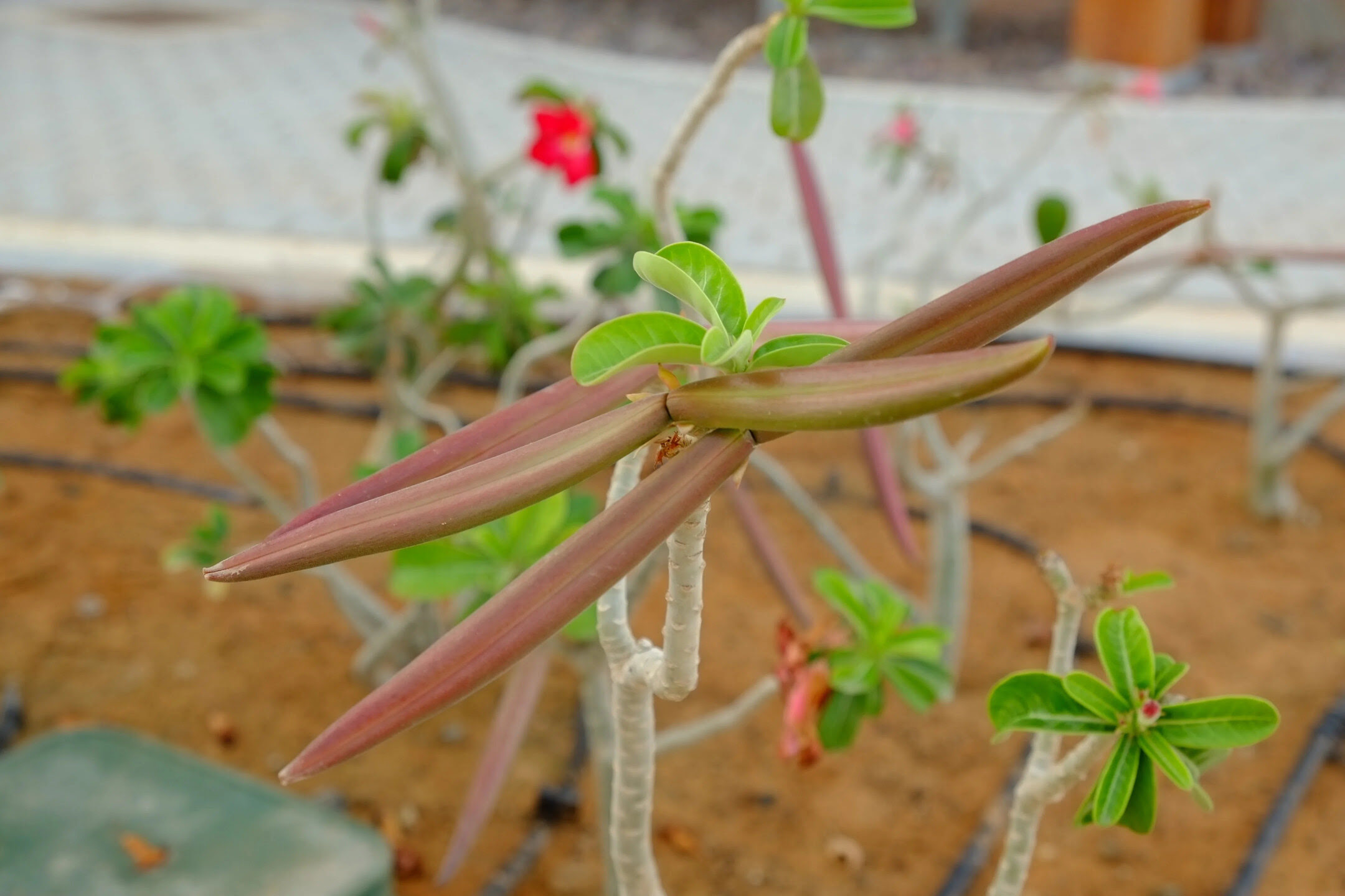 Harvesting Desert Rose Seed Pods: Propagating Seeds From Desert Rose