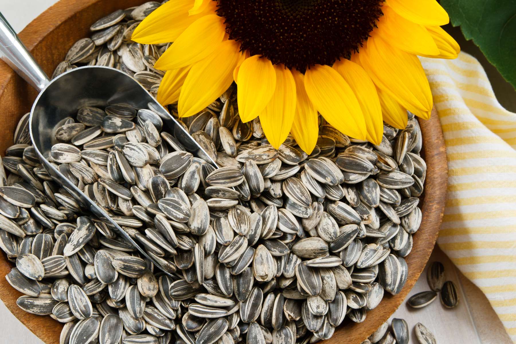 When Can You Plant Sunflower Seeds