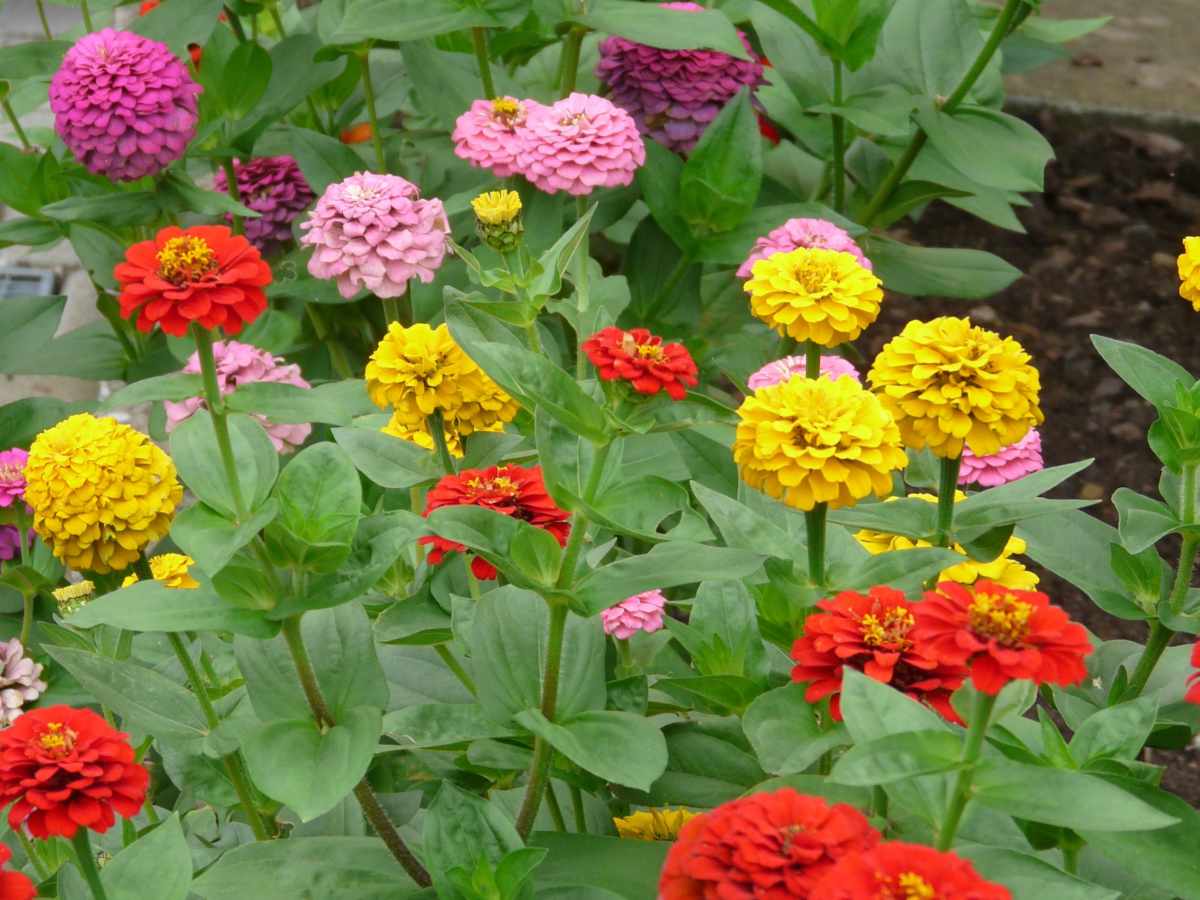 When Can You Plant Zinnia Seeds