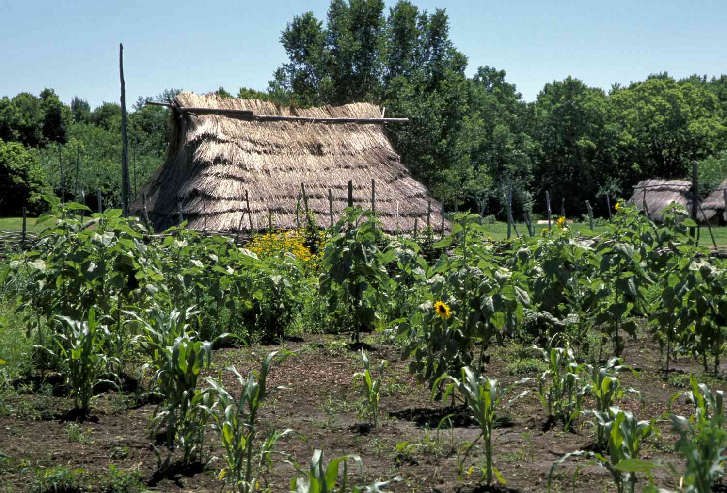 When Did Crop Rotation Start In The U.S.?