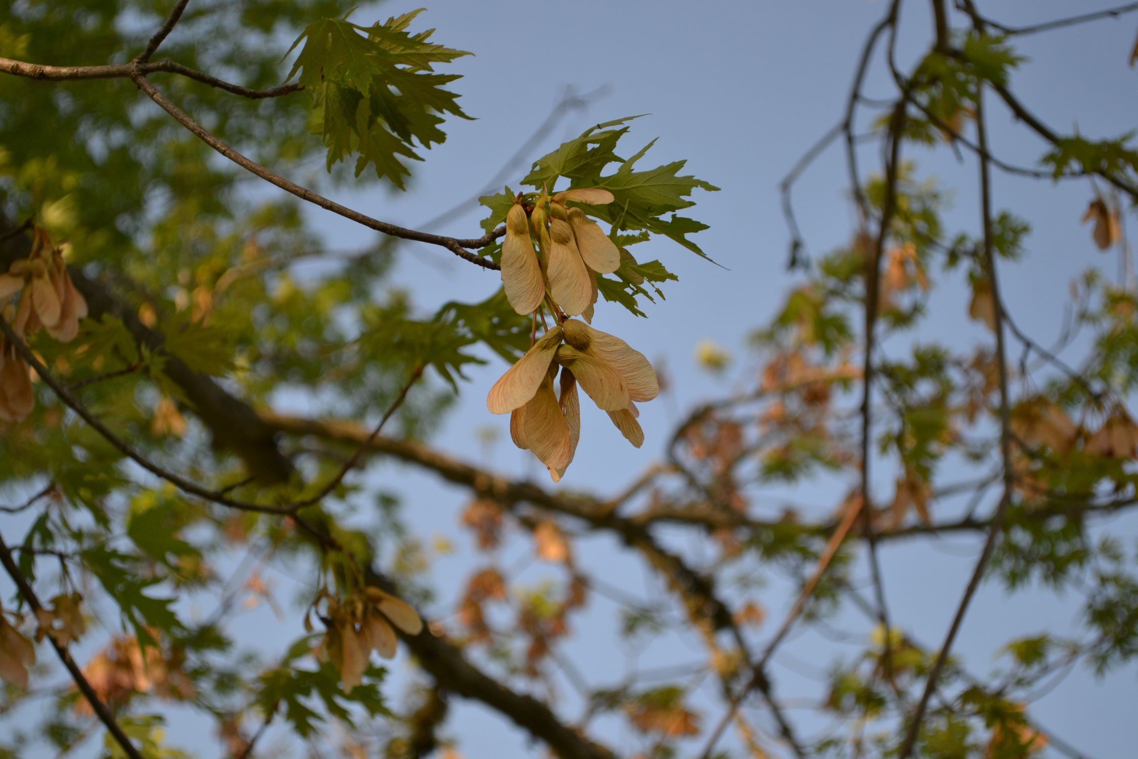 When Do Maple Tree Seeds Fall