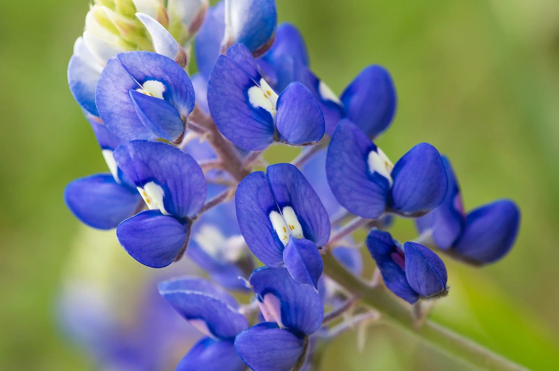When Do You Plant Bluebonnet Seeds In Texas