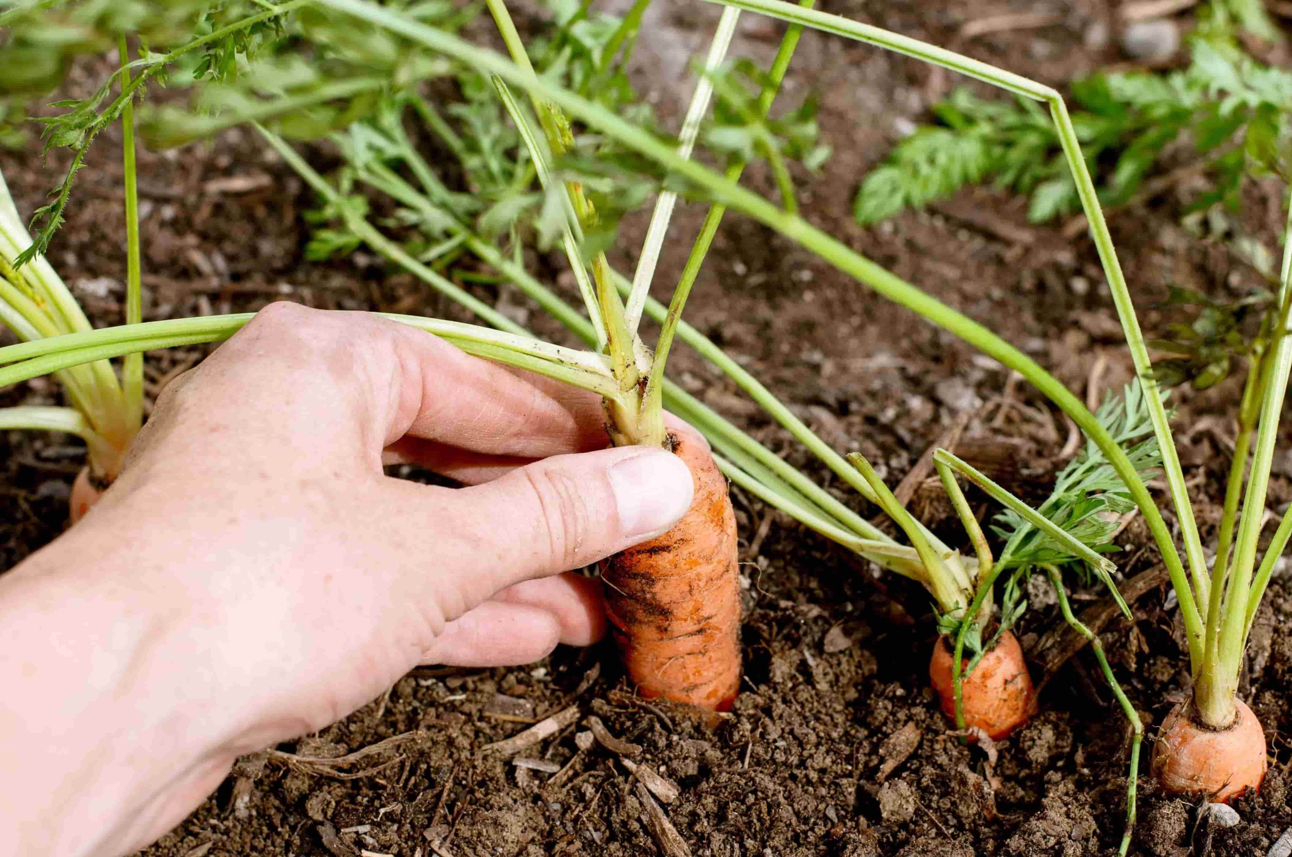 When Do You Plant Carrot Seeds