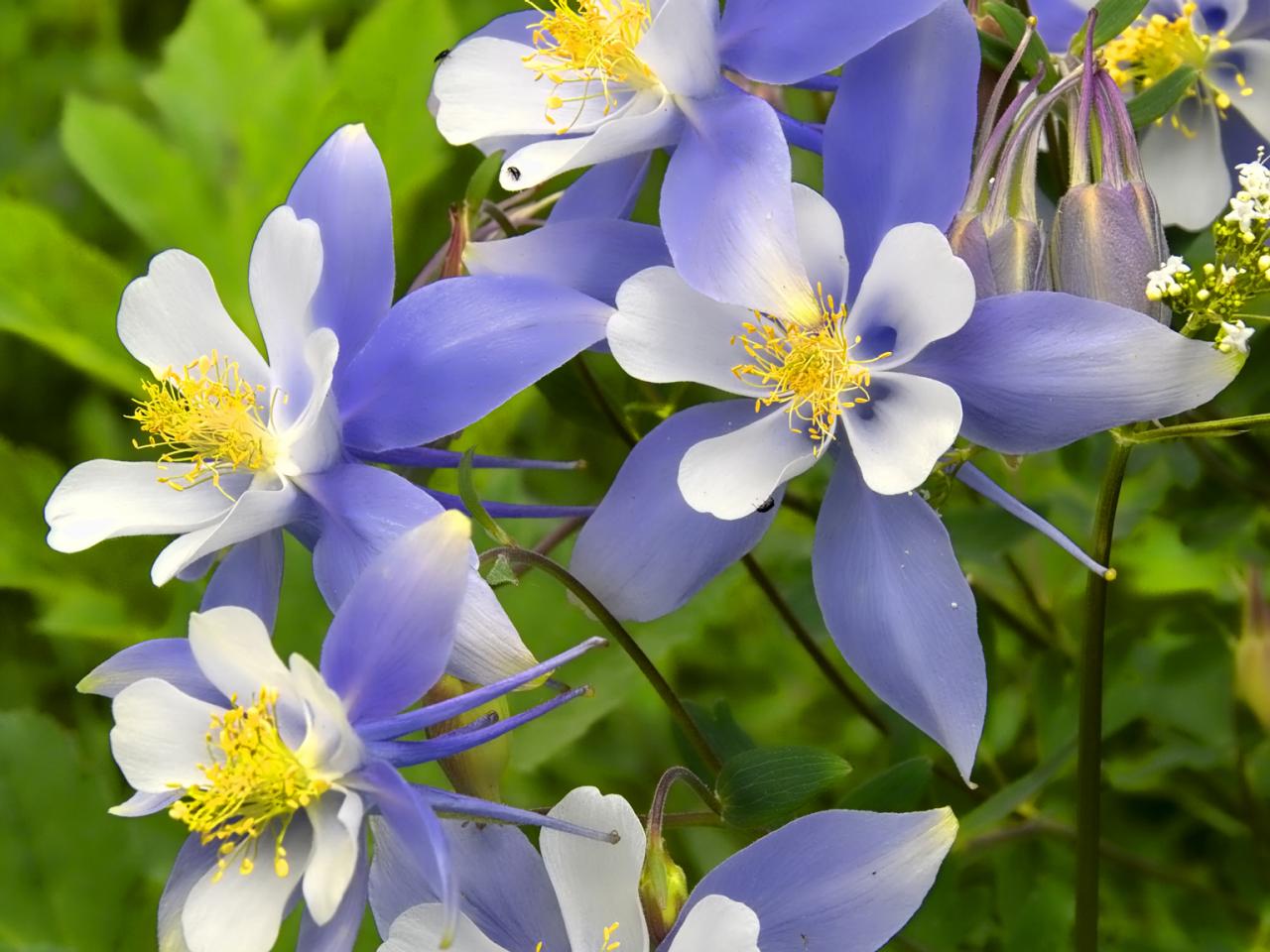 When Do You Plant Columbine Seeds