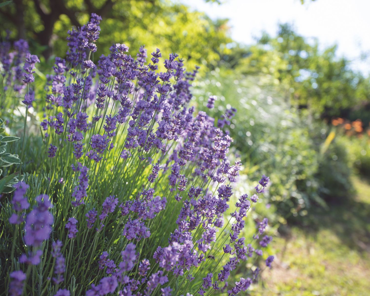 When Do You Plant Lavender Seeds