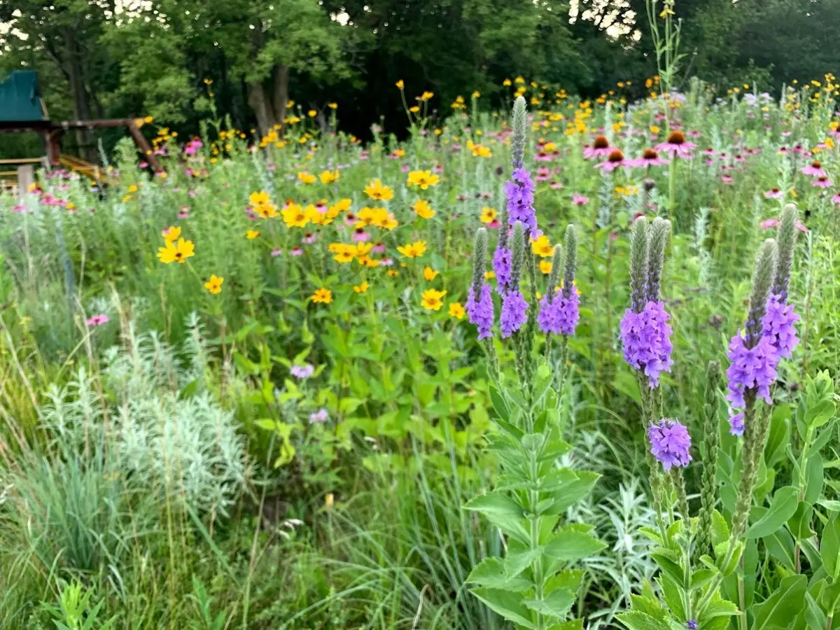 When Do You Plant Wildflower Seeds In Illinois