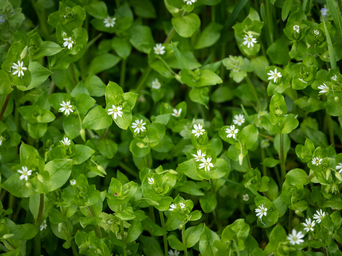 When Does Chickweed Germinate