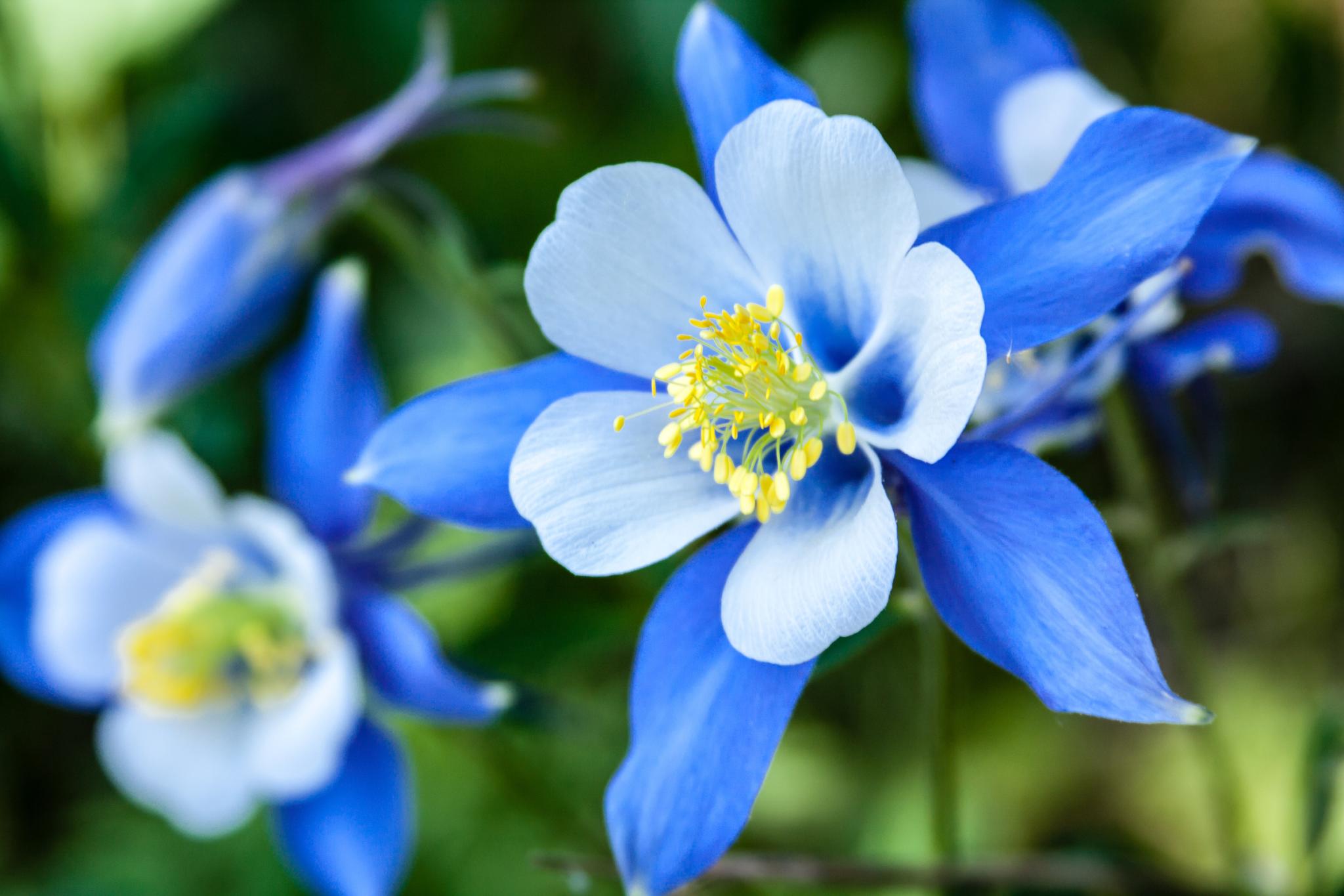 When Does Columbine Wildflower Bloom In Colorado? | Storables