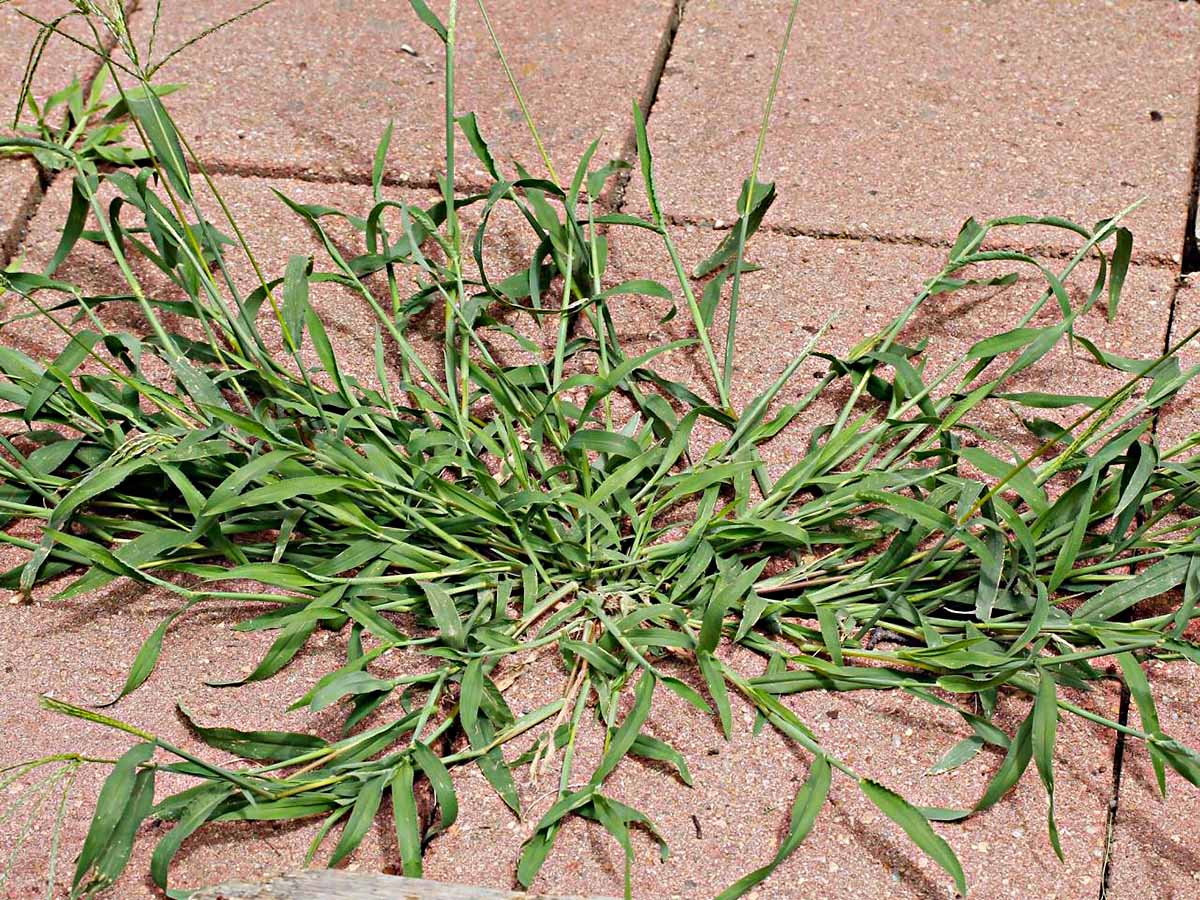 When Does Crabgrass Germinate In Iowa Storables 1125