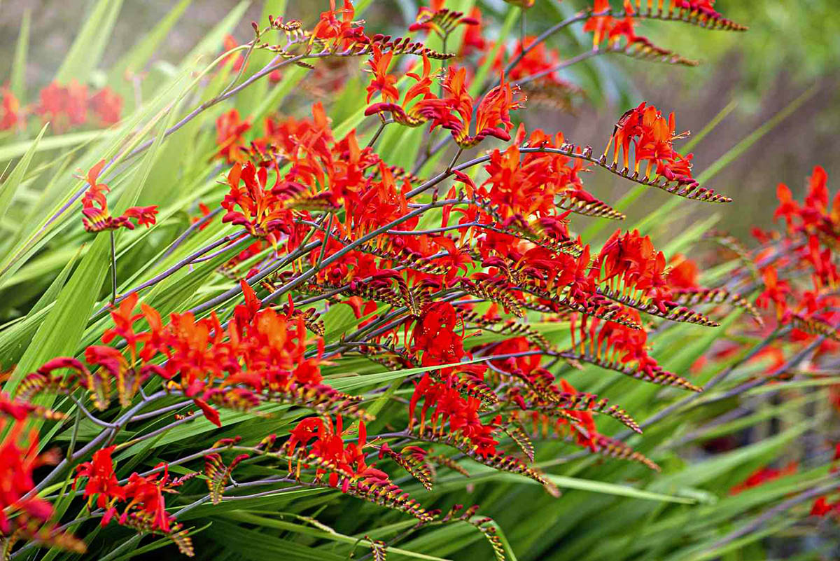 When Does Fire King Crocosmia Germinate?