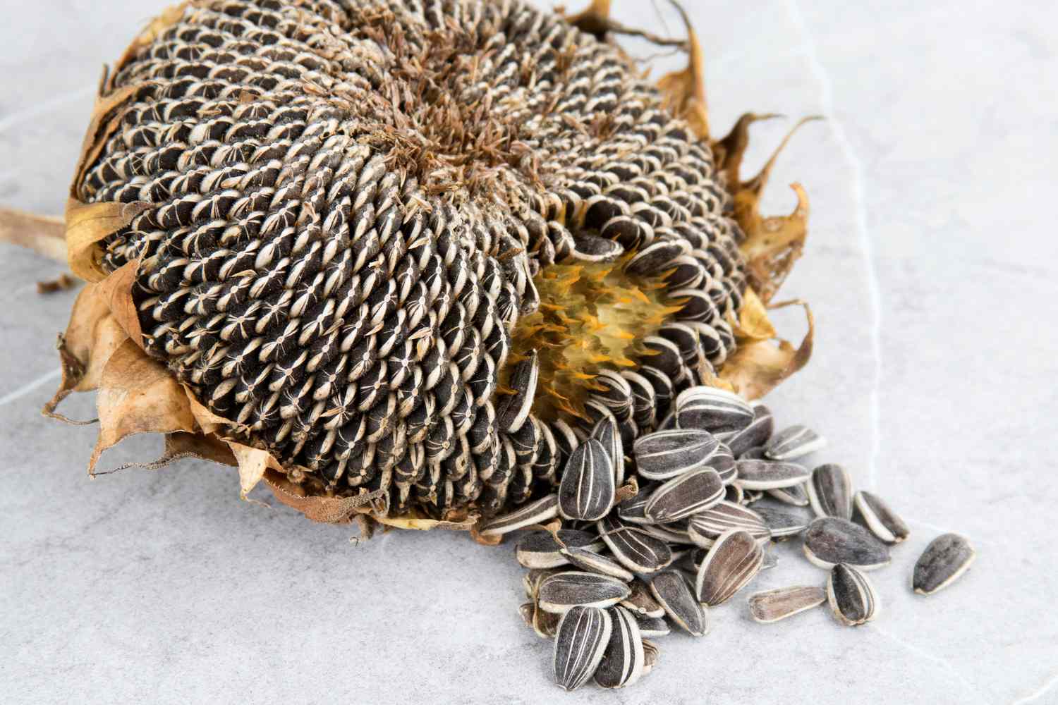 When Is Best Time To Plant Sunflower Seeds