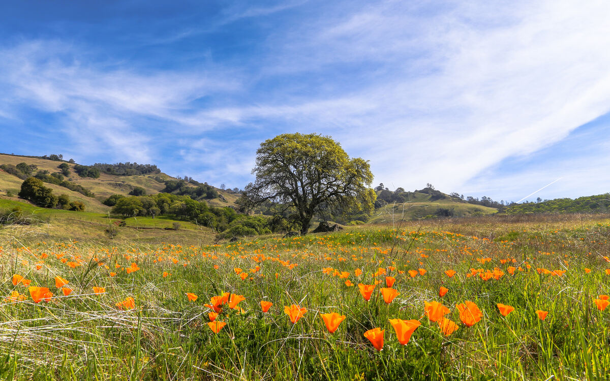 When Is The Bay Area’s Wildflower Season