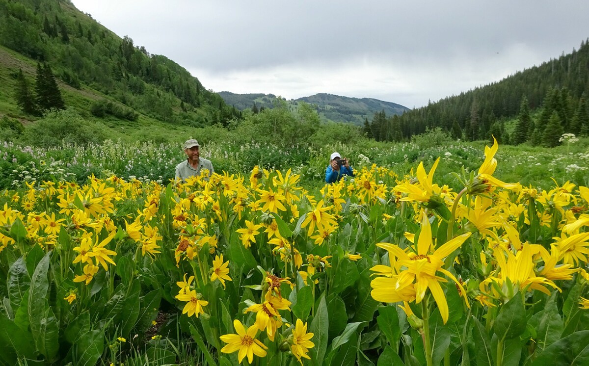 When Is The Crested Butte Wildflower Festival