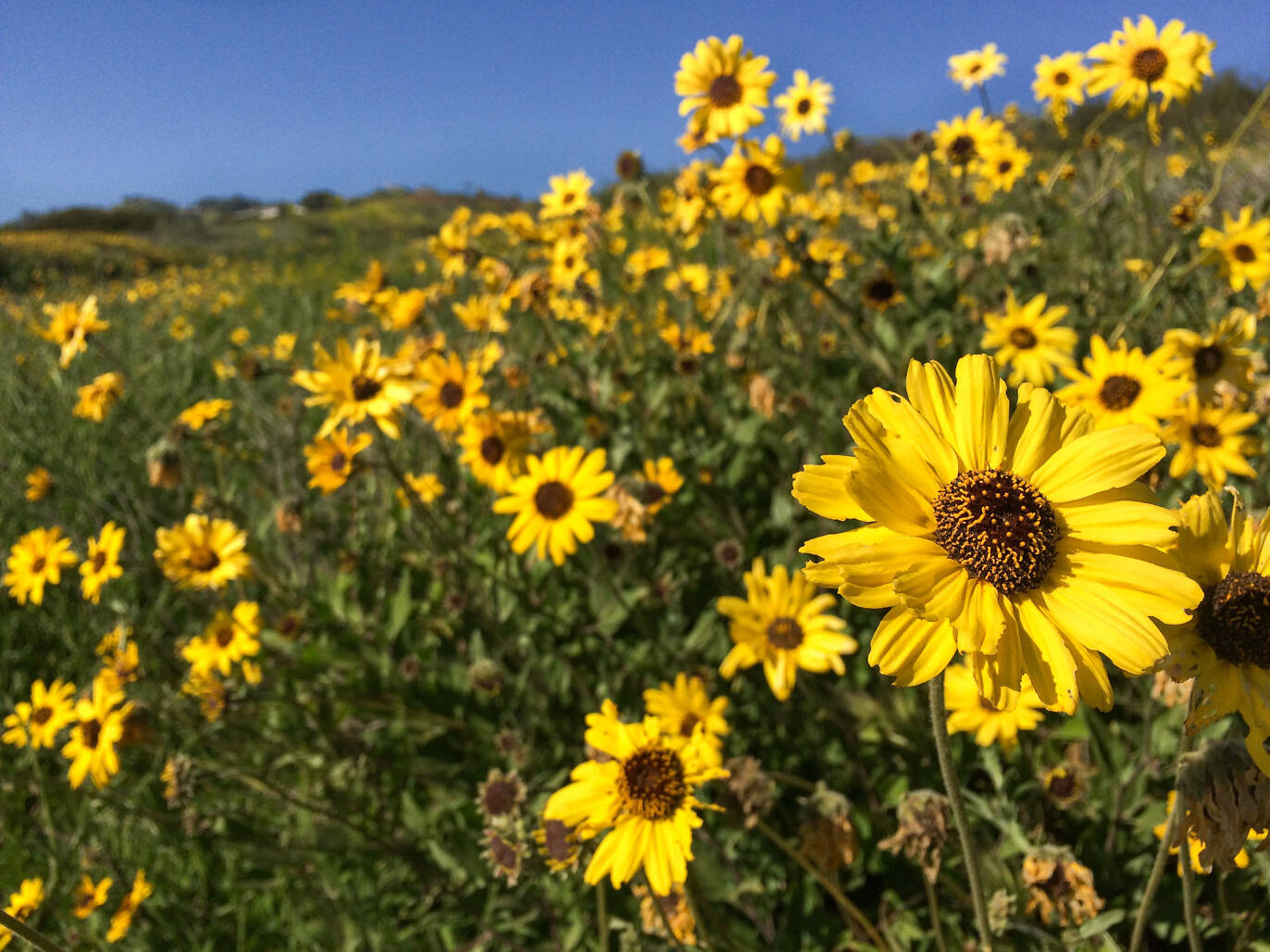 When Is The Peak Of The Wildflower Season In Southern California