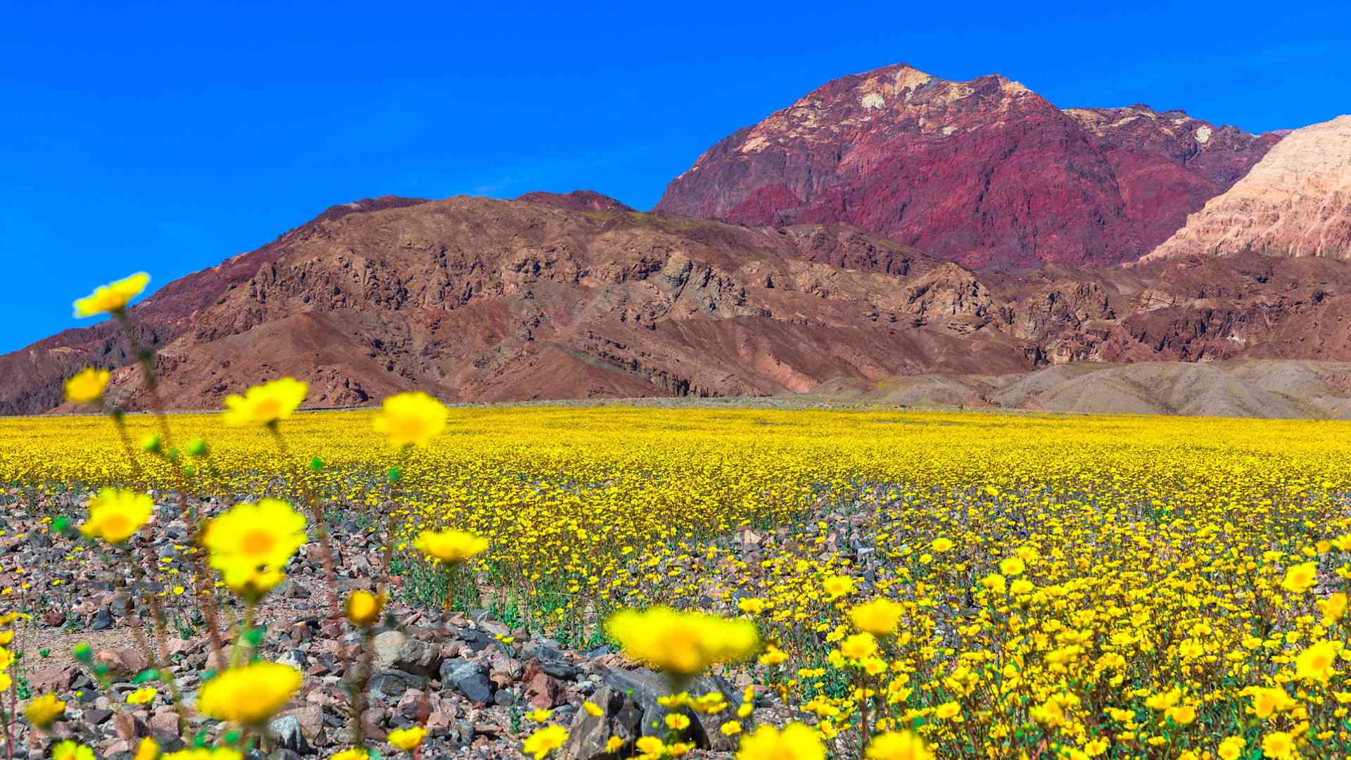 When Is Wildflower Season In Death Valley