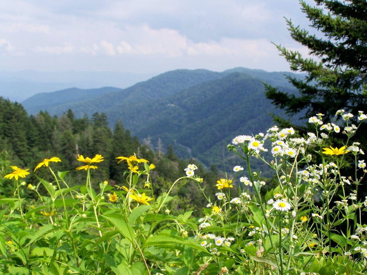 When Is Wildflower Season In Smoky Mountain Park?