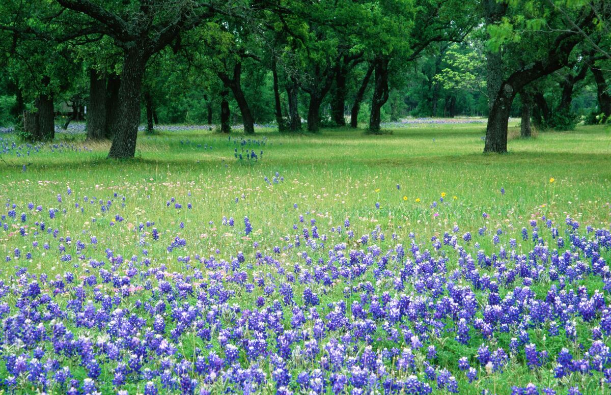 When Is Wildflower Season In Texas