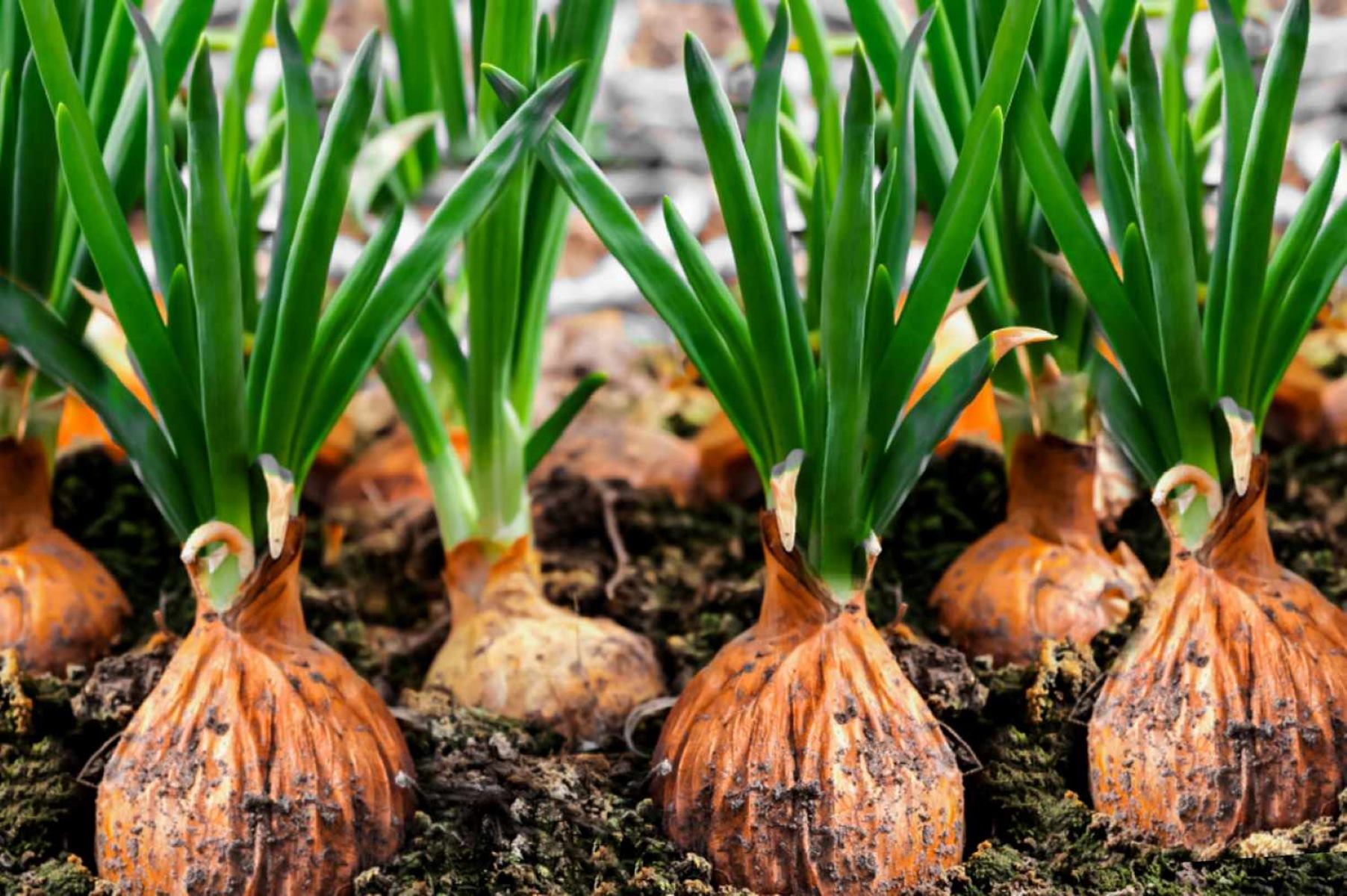 When Should I Plant Onion Seeds