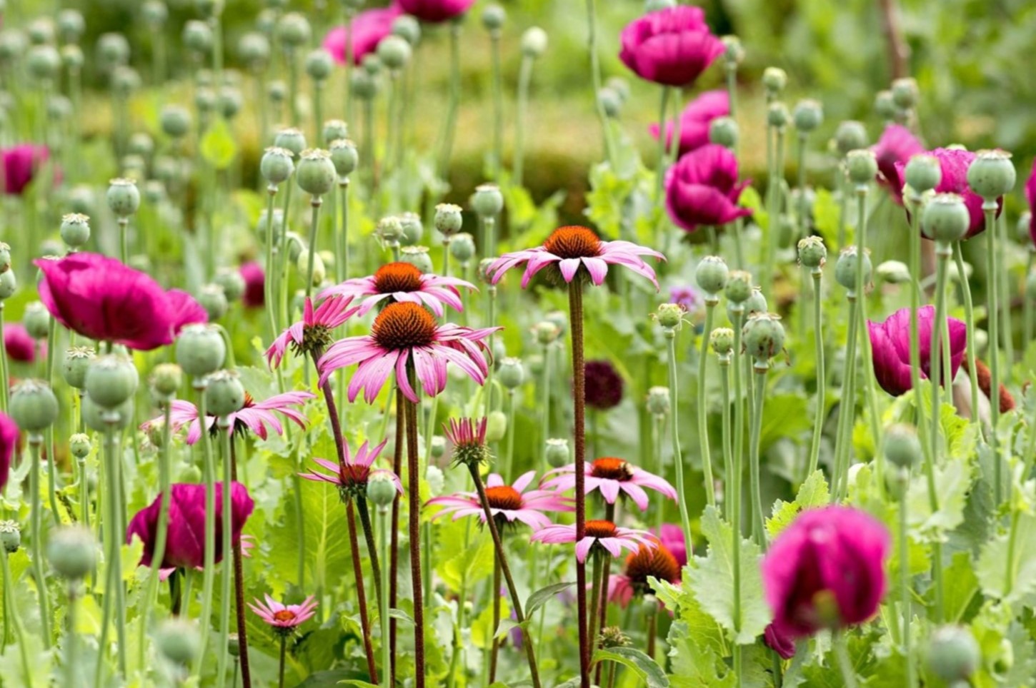 When Should I Plant Wildflower Seeds