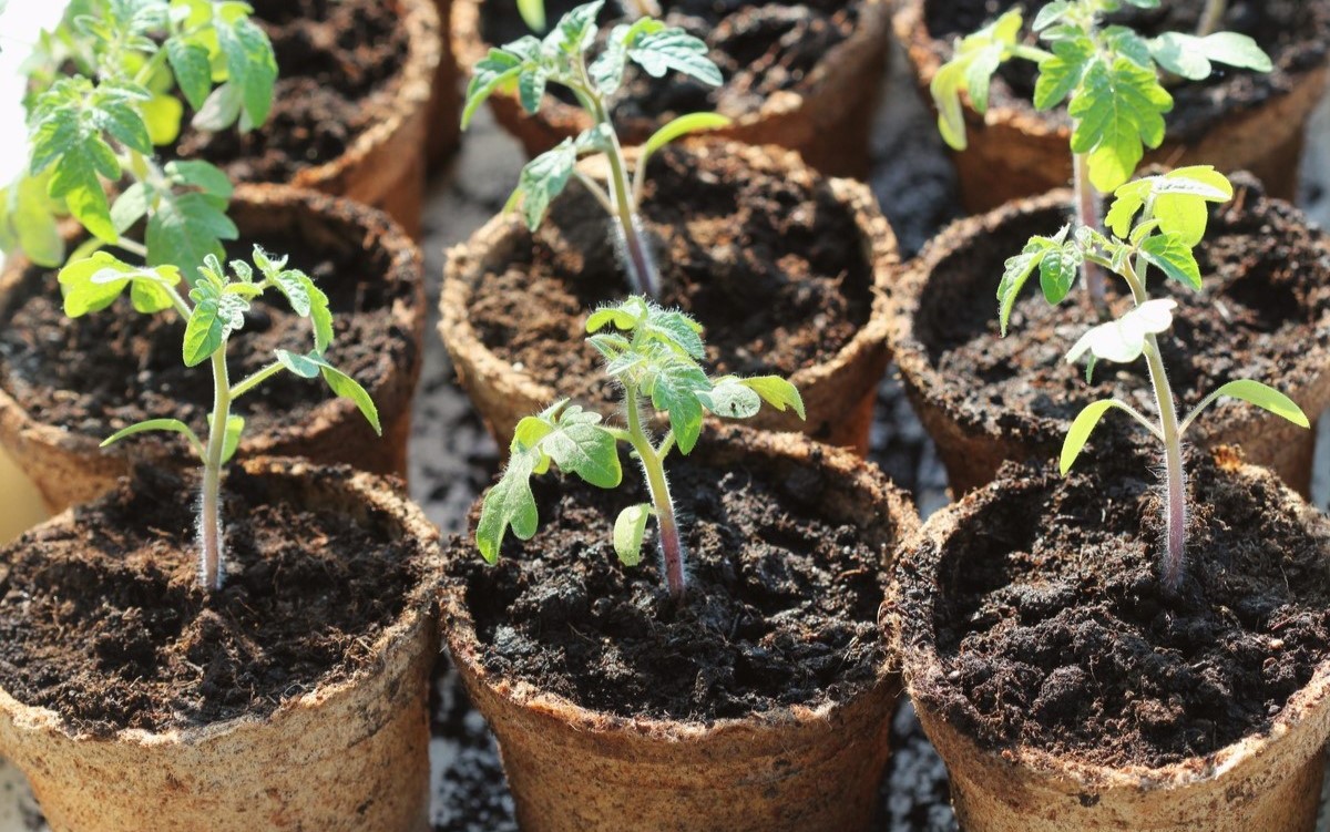 When Should Tomato Seeds Be Planted
